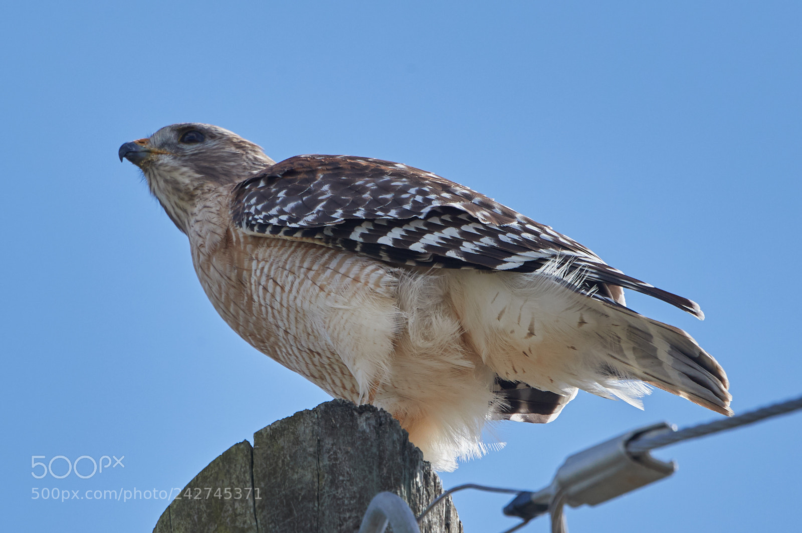 Canon EOS-1D X Mark II sample photo. 01-16-18-9703.jpg photography