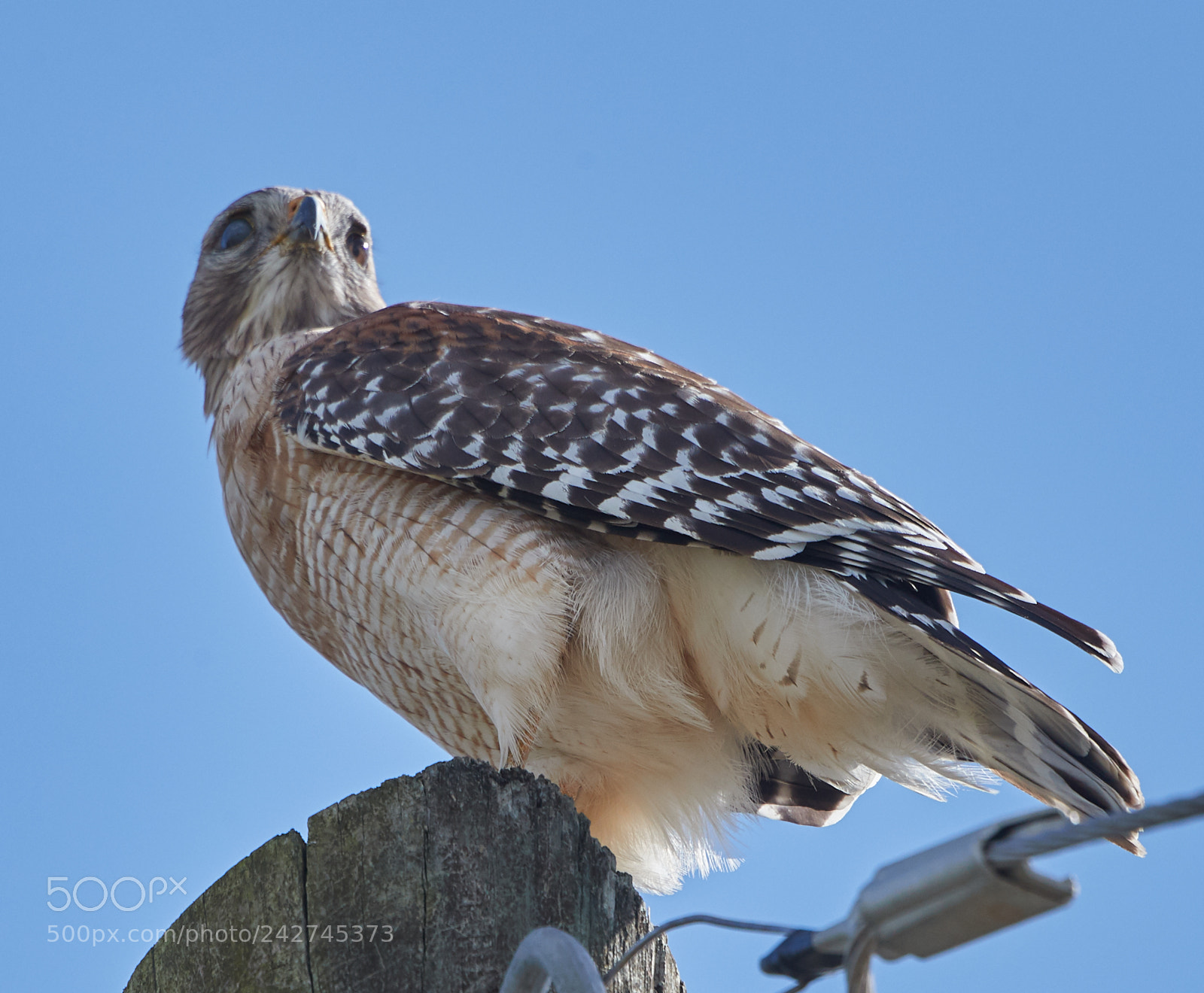 Canon EOS-1D X Mark II sample photo. 01-16-18-9702.jpg photography