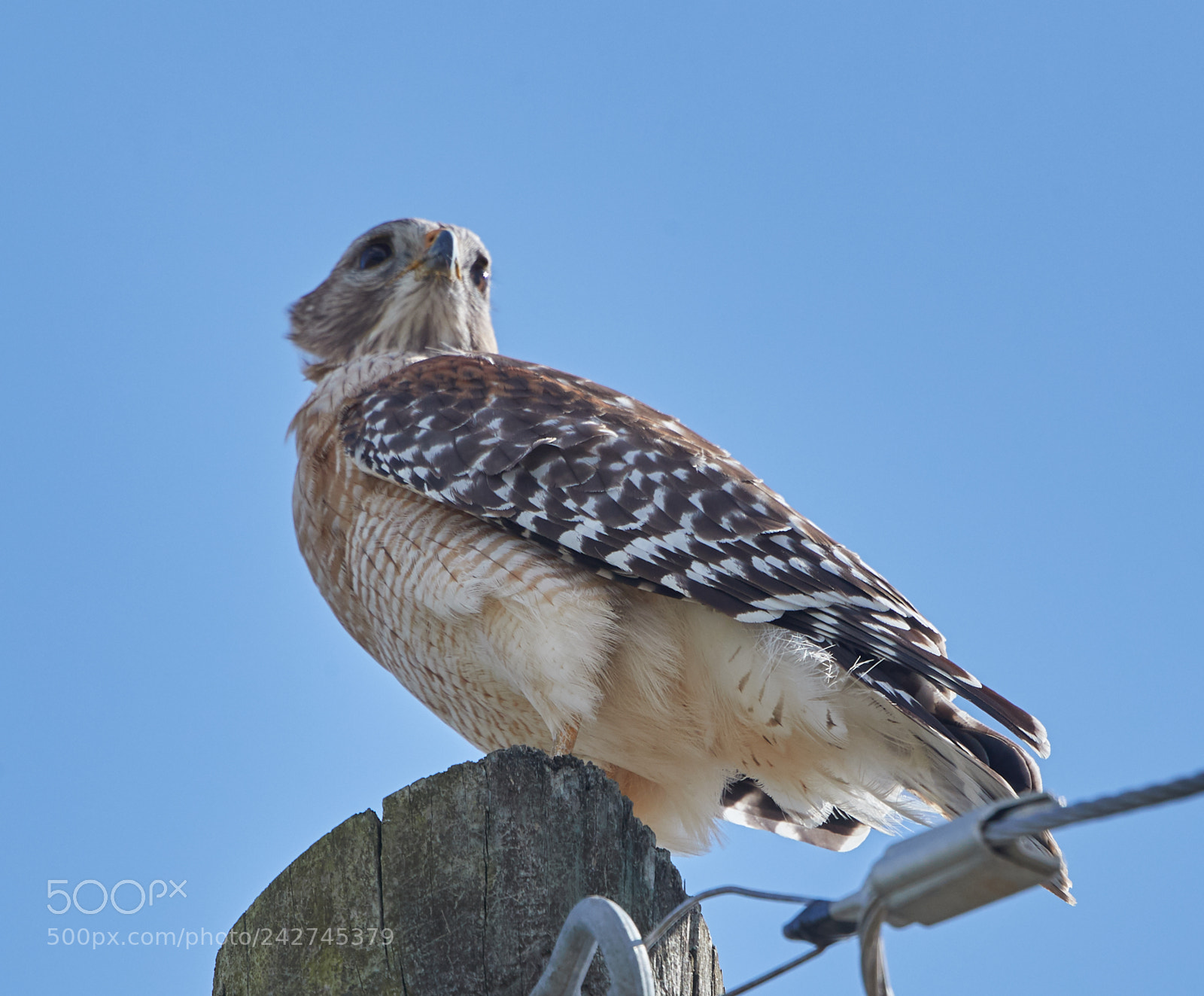 Canon EOS-1D X Mark II sample photo. 01-16-18-9700.jpg photography