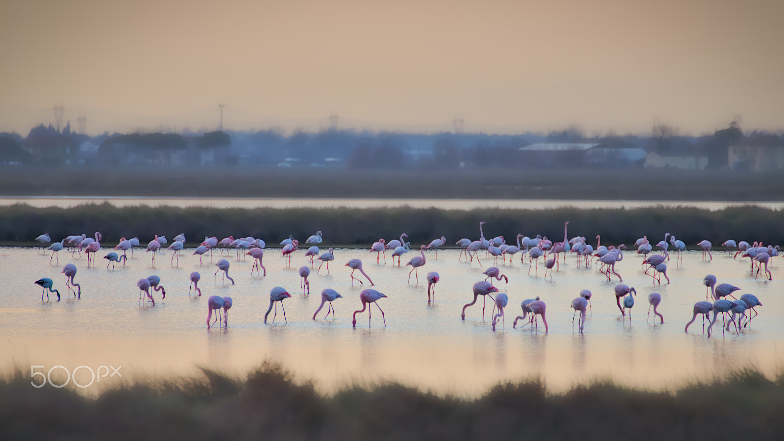 Canon EOS 70D + Tamron SP 35mm F1.8 Di VC USD sample photo. Flamingos conference photography