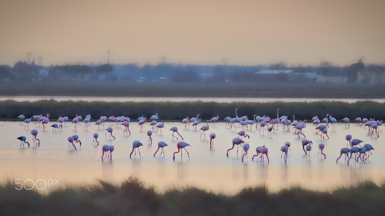 Canon EOS 70D sample photo. Flamingos conference photography