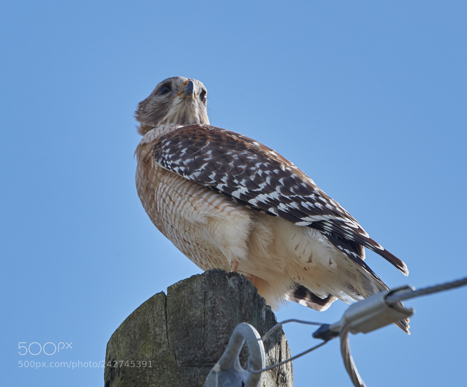 Canon EOS-1D X Mark II sample photo. 01-16-18-9701.jpg photography