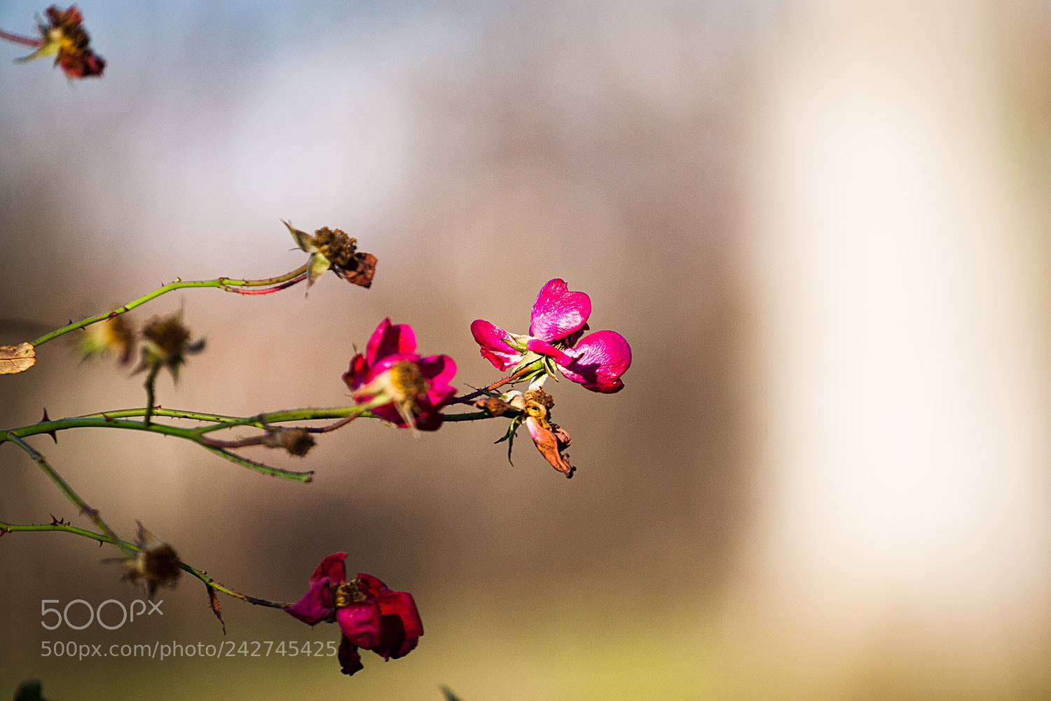 Canon EOS 30D sample photo. Flower photography