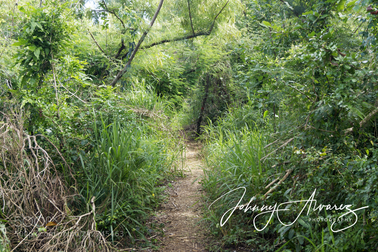 Sony SLT-A65 (SLT-A65V) sample photo. La bellaca photography