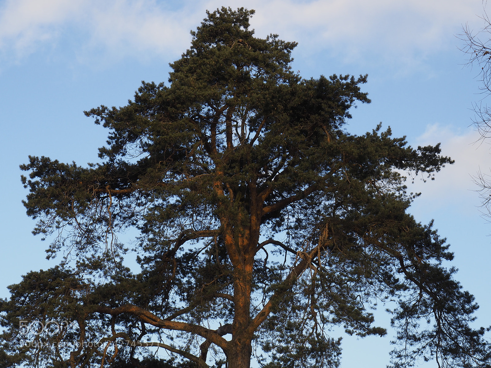 Olympus OM-D E-M10 II sample photo. Pinetree photography