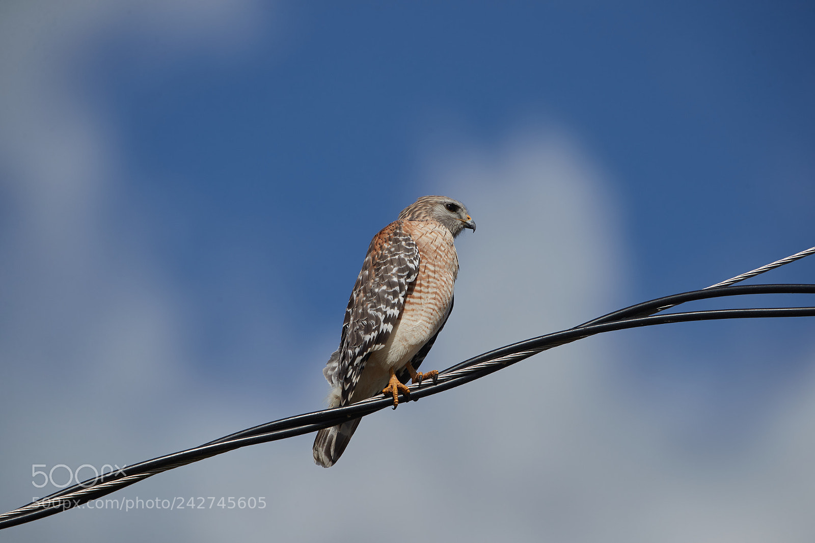 Canon EOS-1D X Mark II sample photo. 01-16-18-9698.jpg photography
