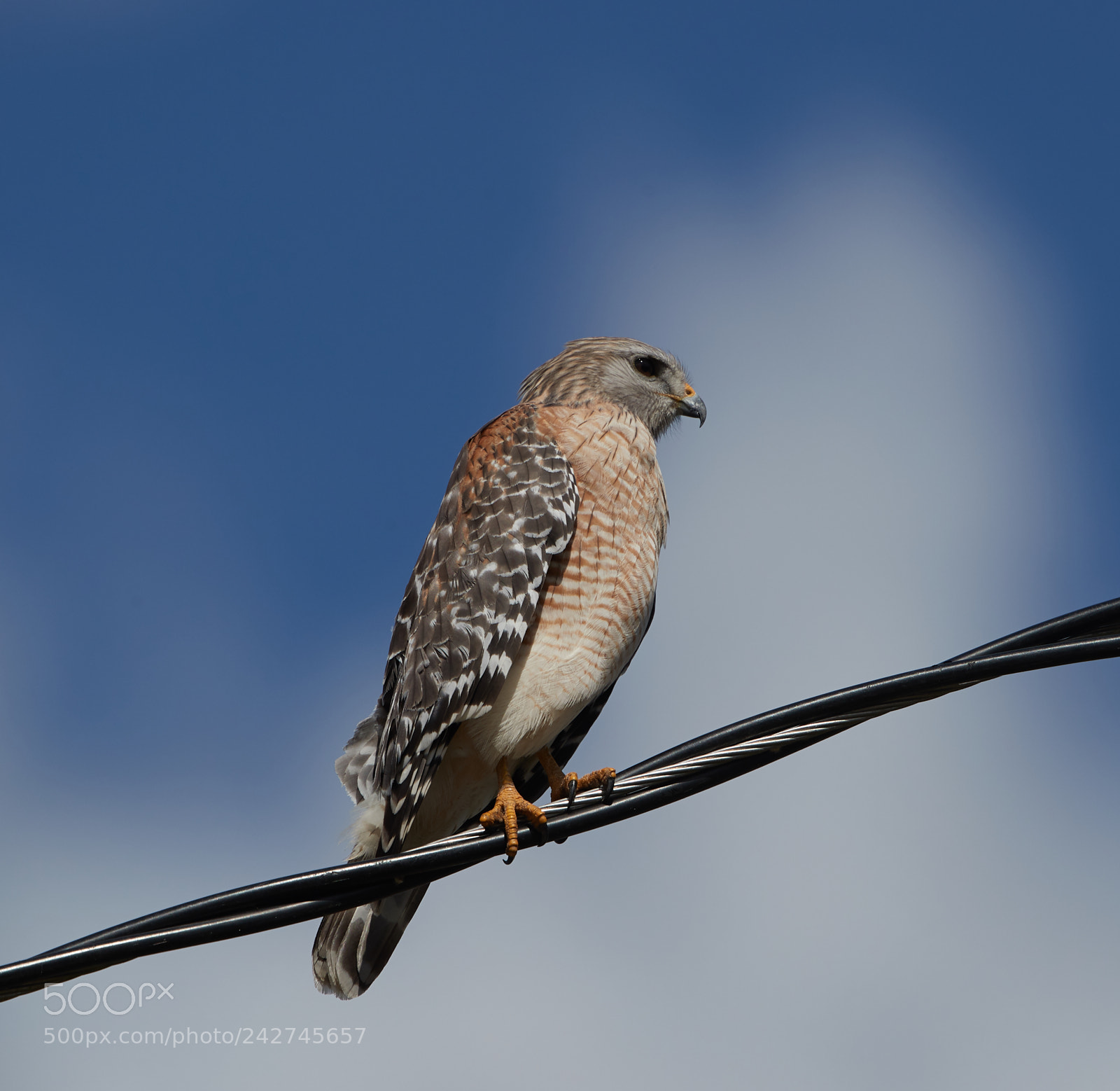 Canon EOS-1D X Mark II sample photo. 01-16-18-9697.jpg photography