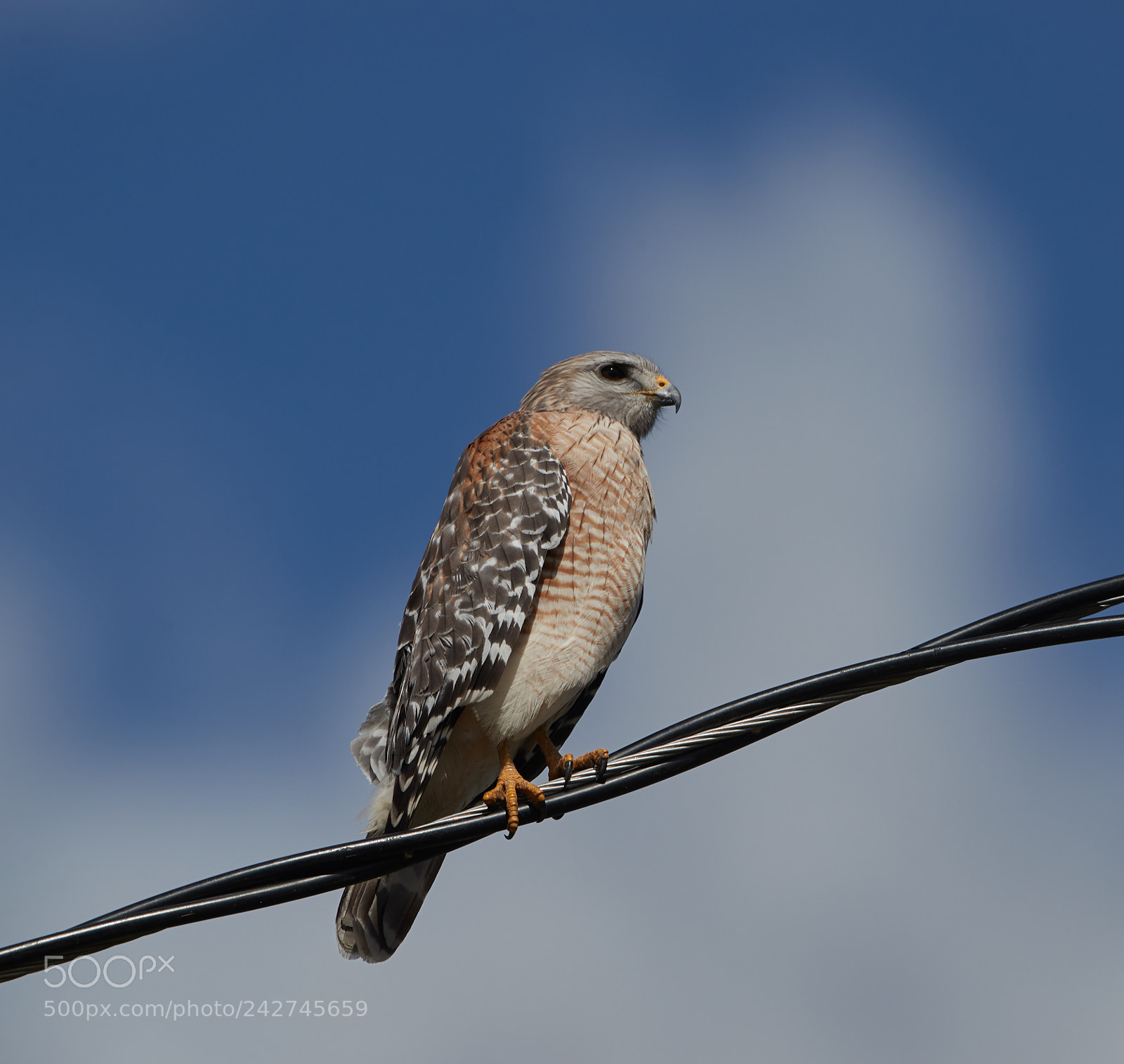 Canon EOS-1D X Mark II sample photo. 01-16-18-9696.jpg photography
