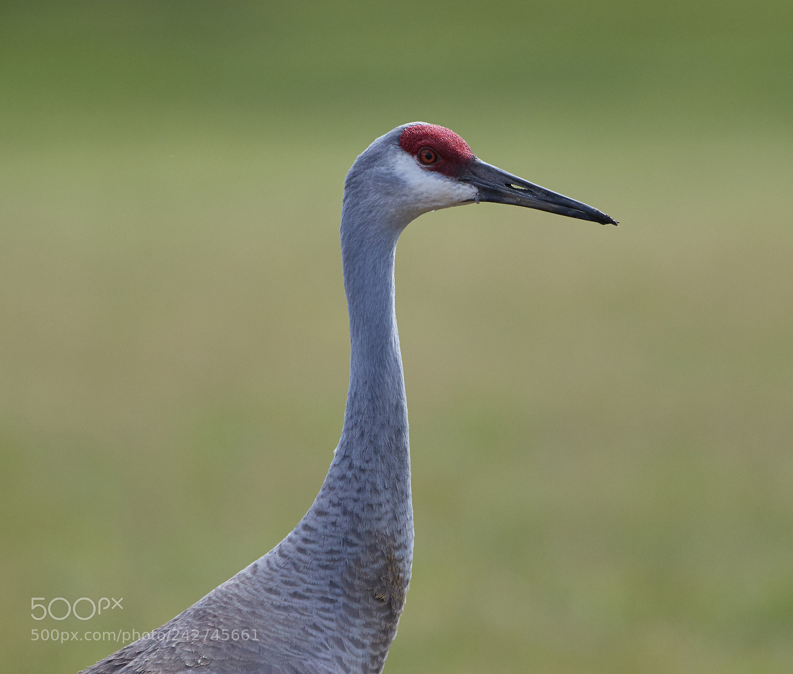 Canon EOS-1D X Mark II sample photo. 01-16-18-9695.jpg photography