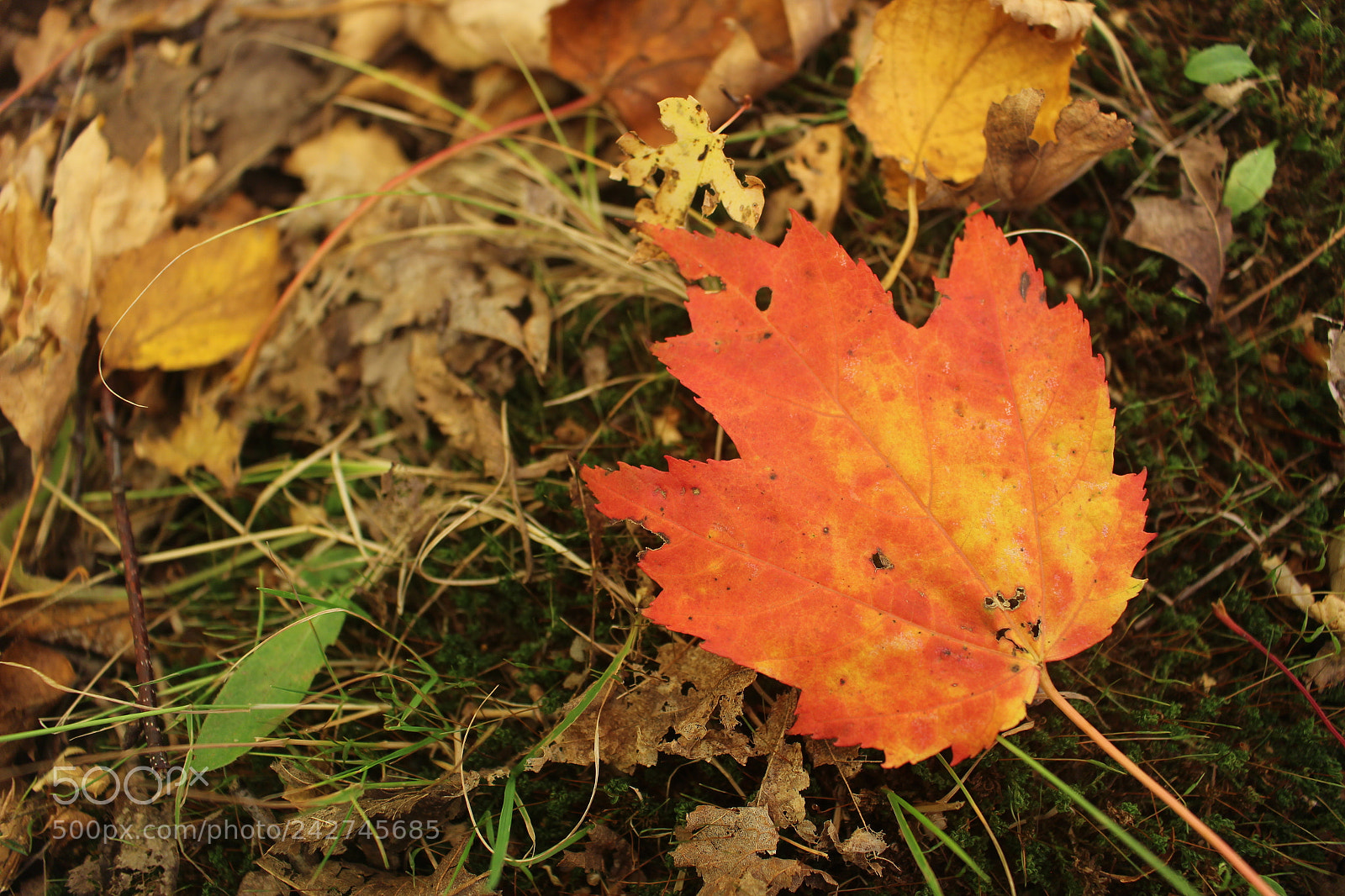 Canon EOS 100D (EOS Rebel SL1 / EOS Kiss X7) sample photo. Fallen photography
