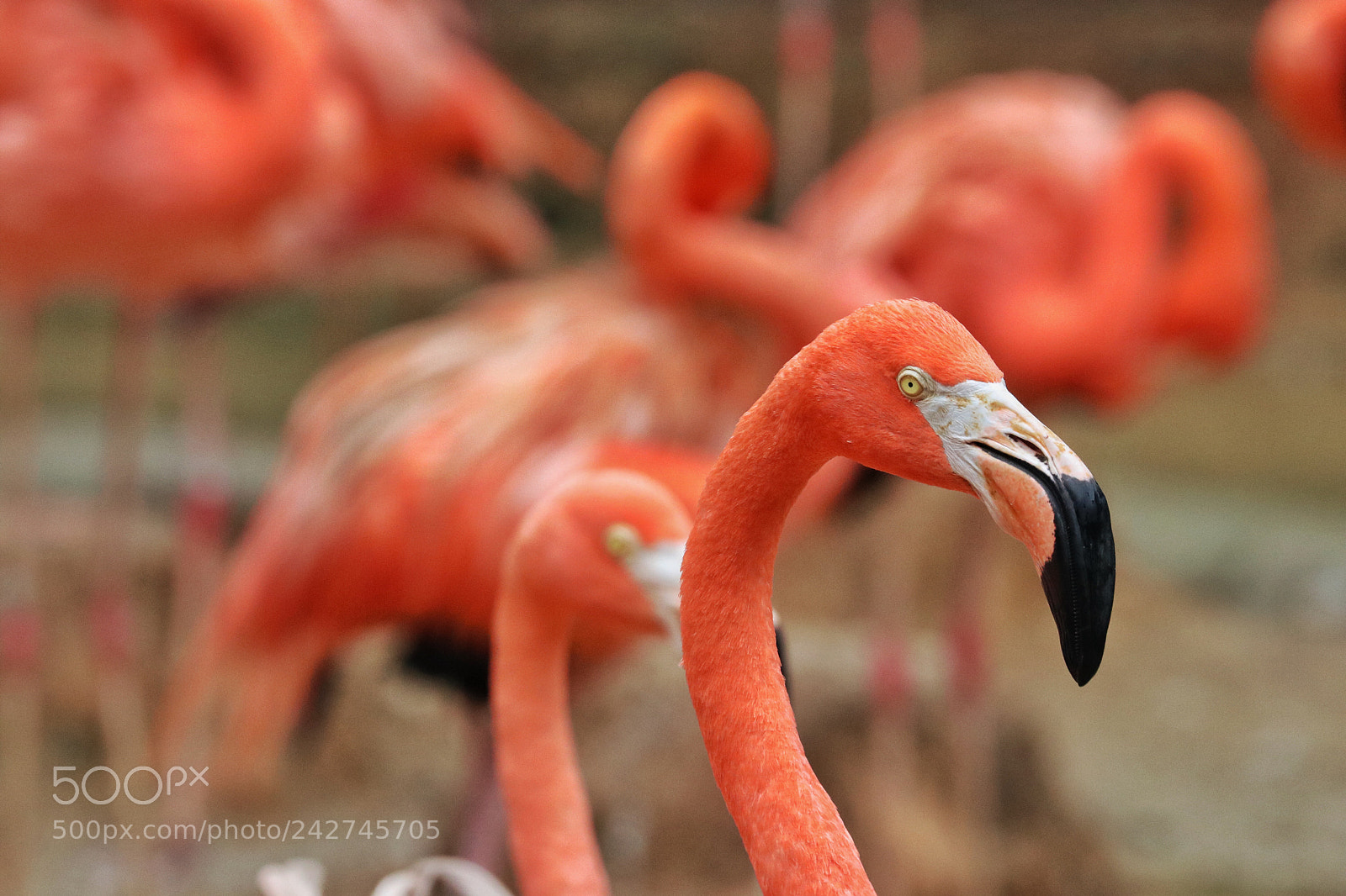 Canon EOS 80D sample photo. The pink flamingo army photography