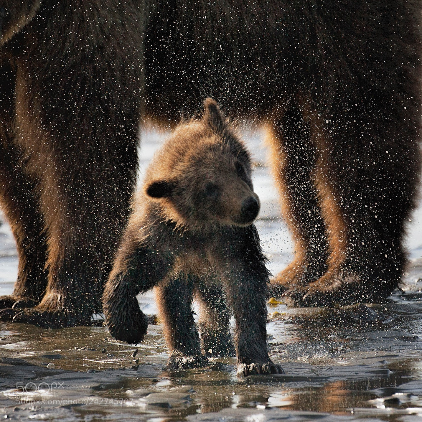 Canon EOS-1D Mark II sample photo. Grizzly cub shakes off photography