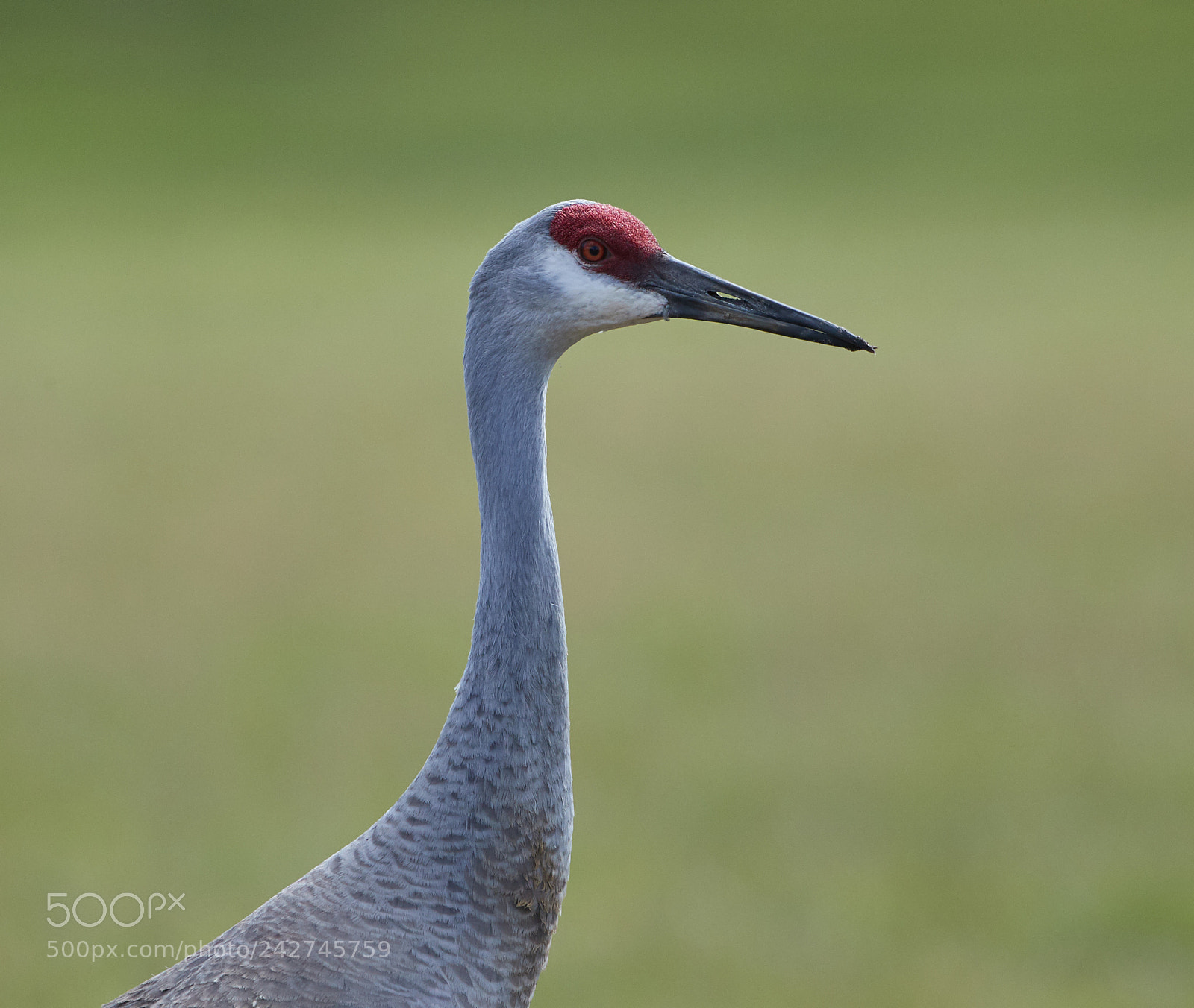 Canon EOS-1D X Mark II sample photo. 01-16-18-9694.jpg photography