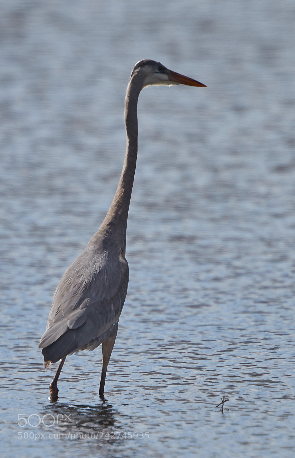 Canon EOS-1D X Mark II sample photo. 01-16-18-9686.jpg photography