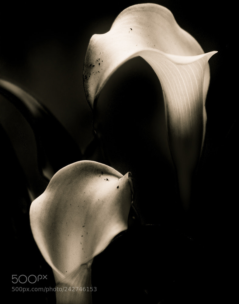 Nikon D610 sample photo. Affection photography