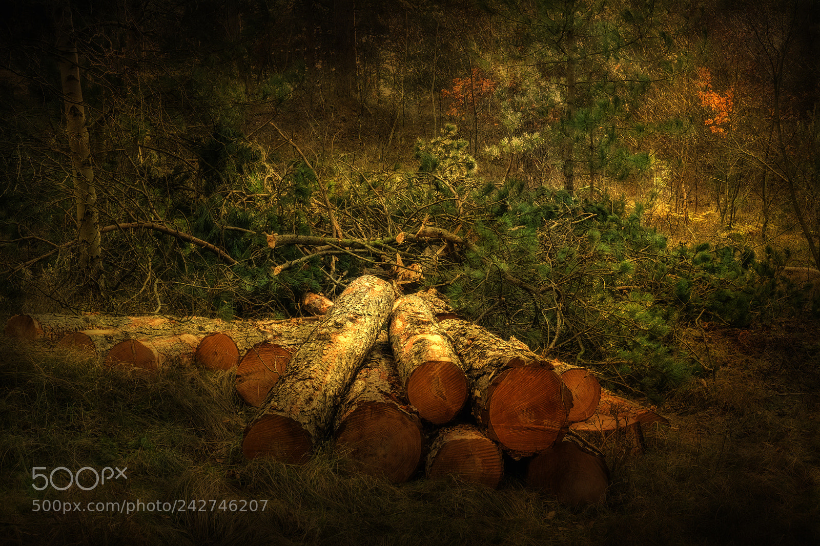 Fujifilm X-T1 sample photo. Forest repair photography