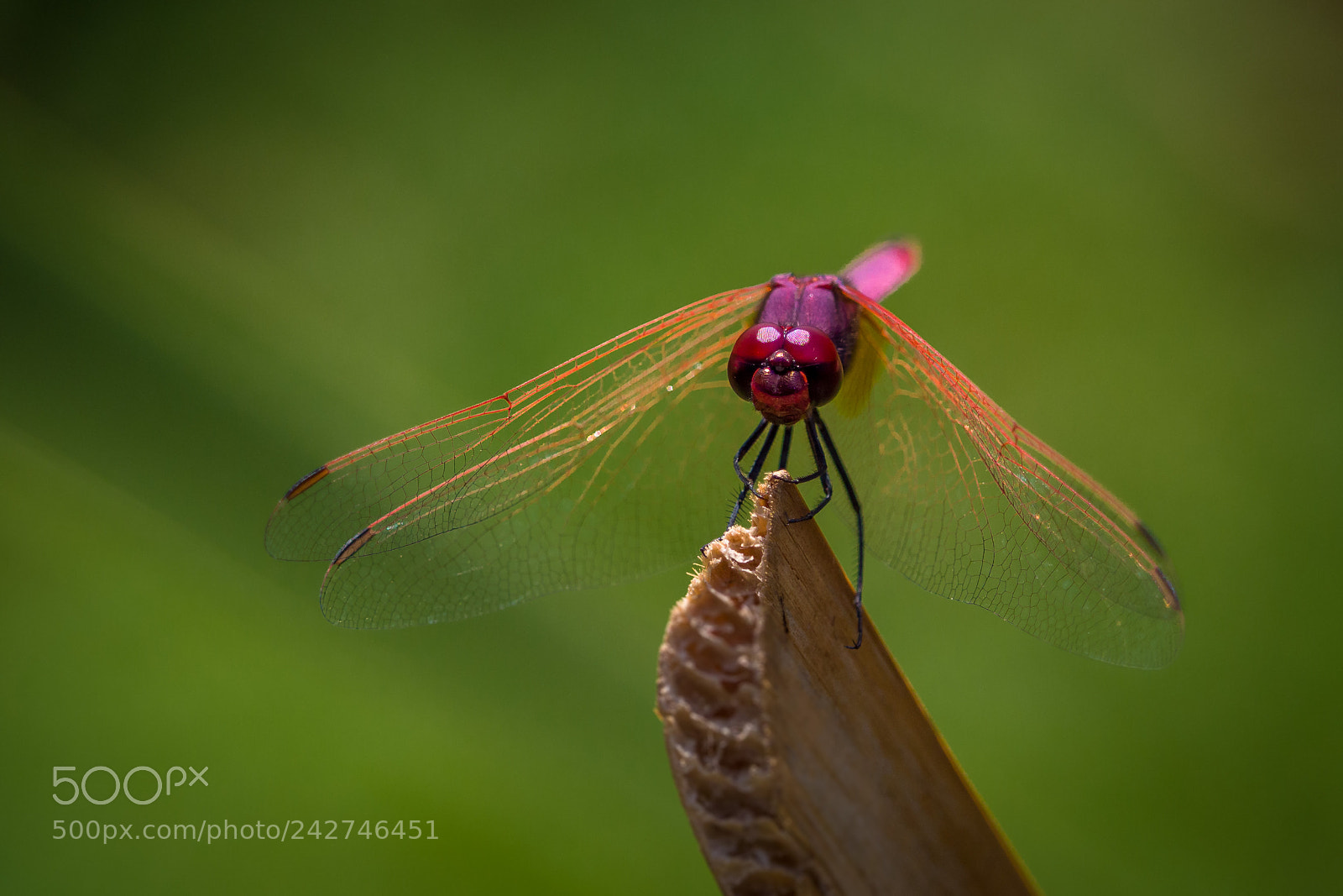 Olympus OM-D E-M1 Mark II sample photo. Dragonfly photography