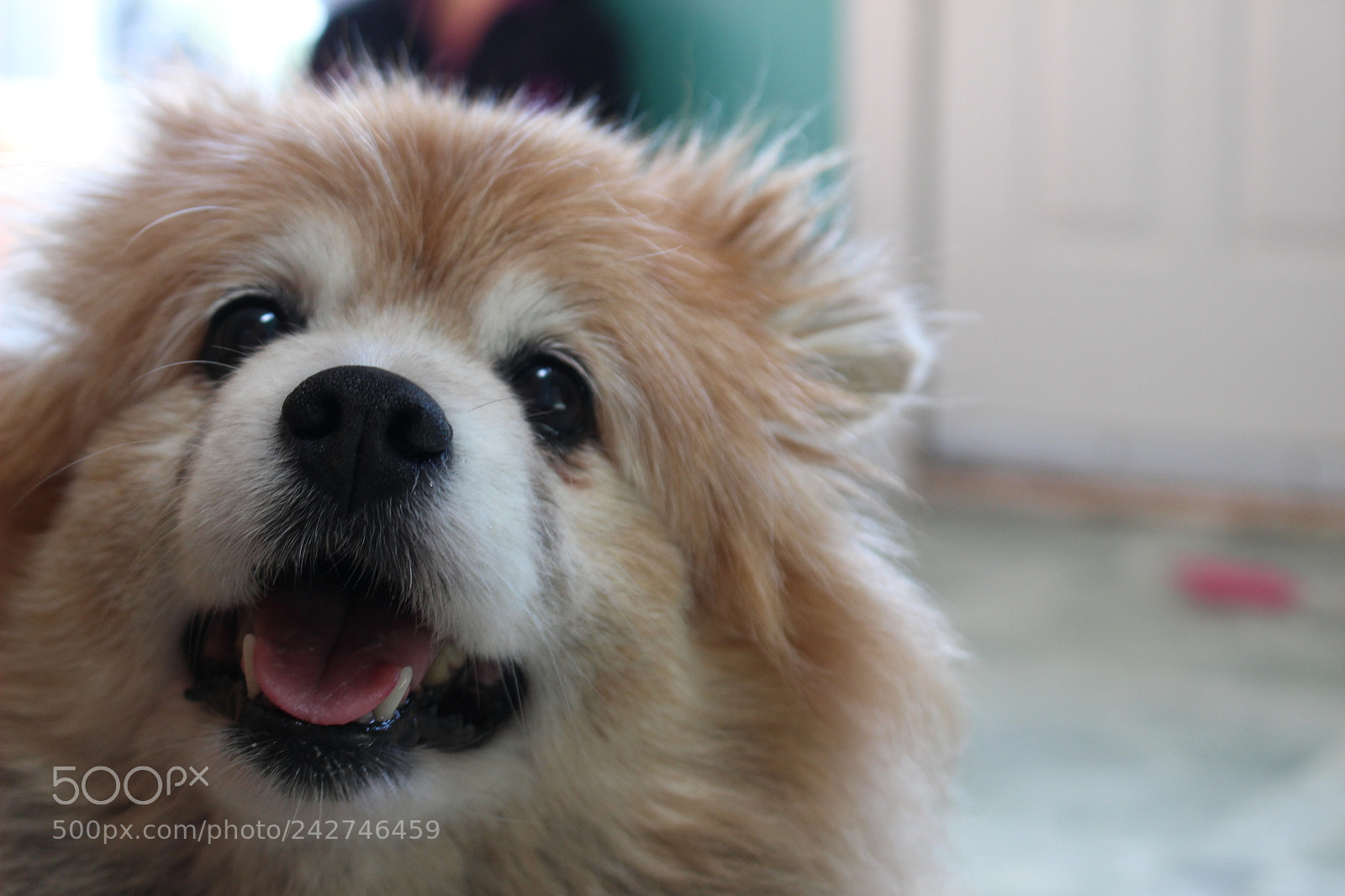 Canon EOS 100D (EOS Rebel SL1 / EOS Kiss X7) sample photo. Ginger the dog photography