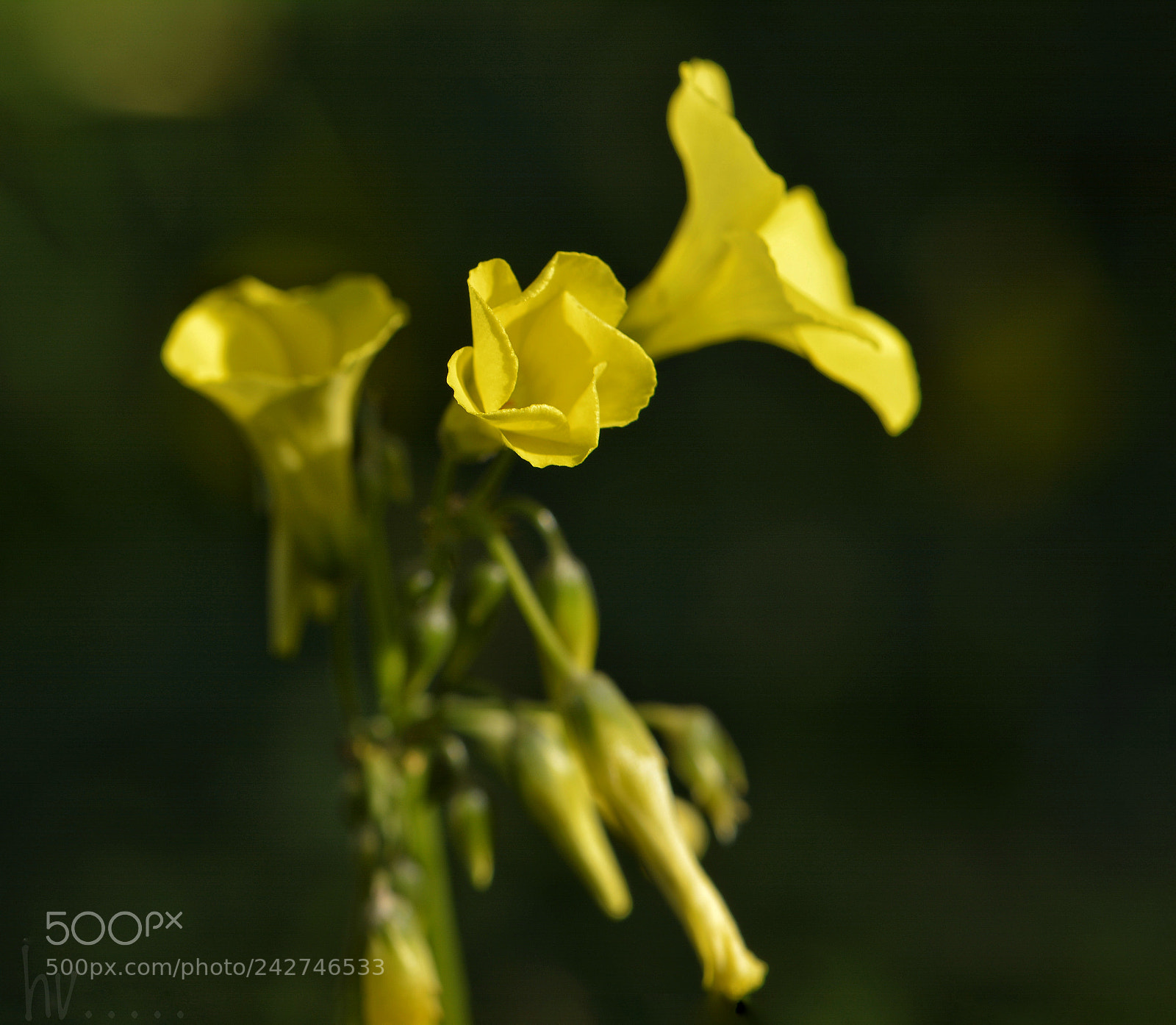 Nikon D7100 sample photo. Untitled photography
