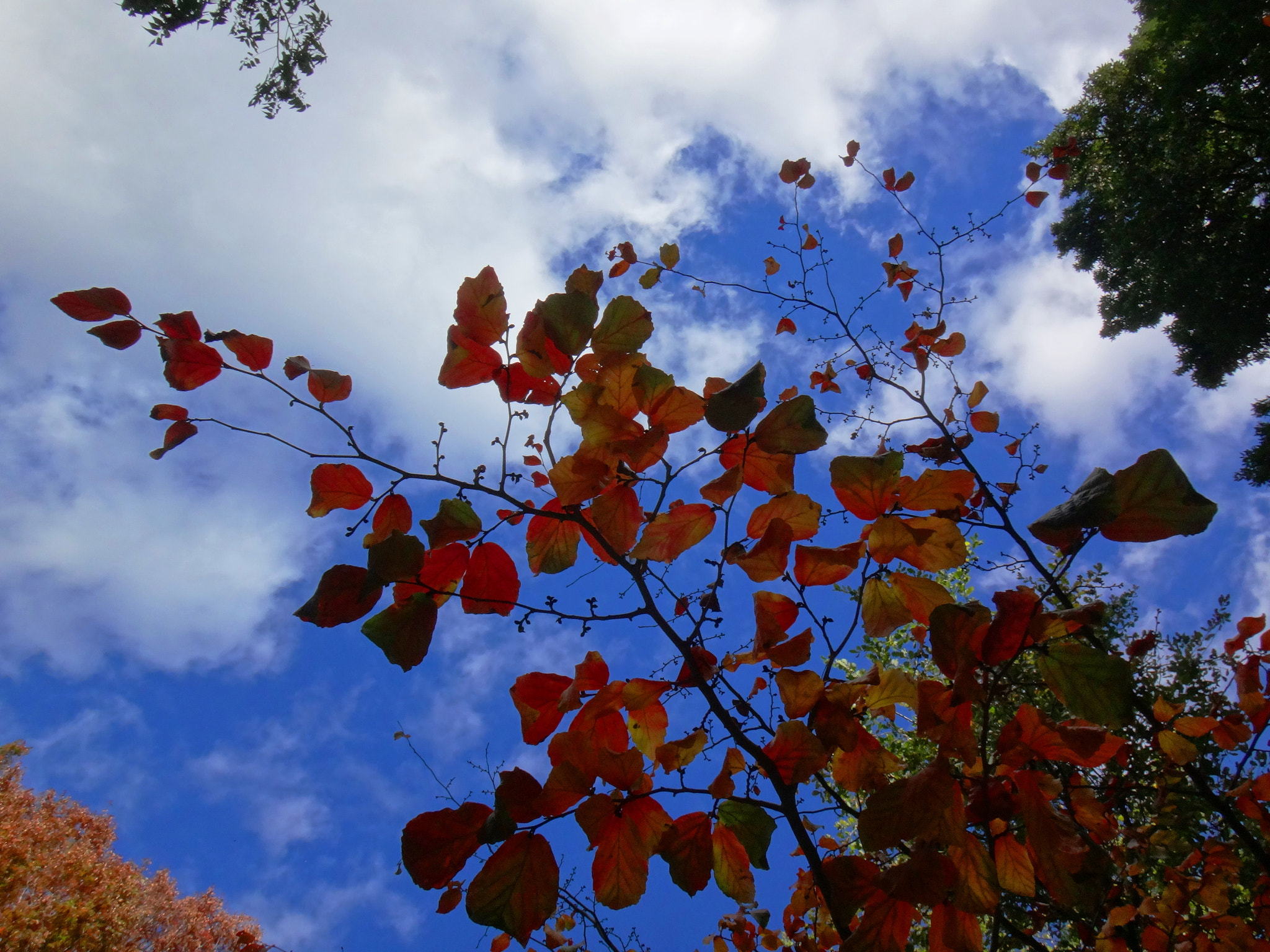 Sony Cyber-shot DSC-TX30 sample photo. Autumn beauty photography