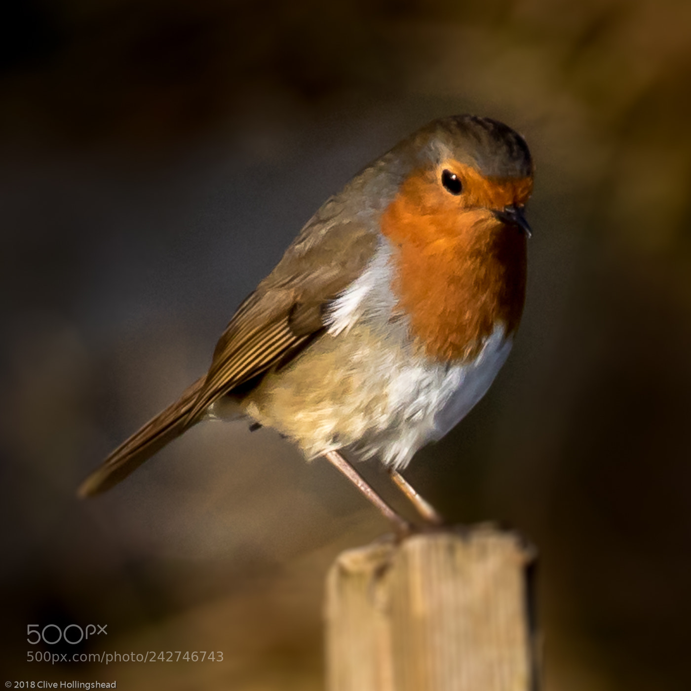 Canon EOS 7D Mark II sample photo. The christmas robin photography