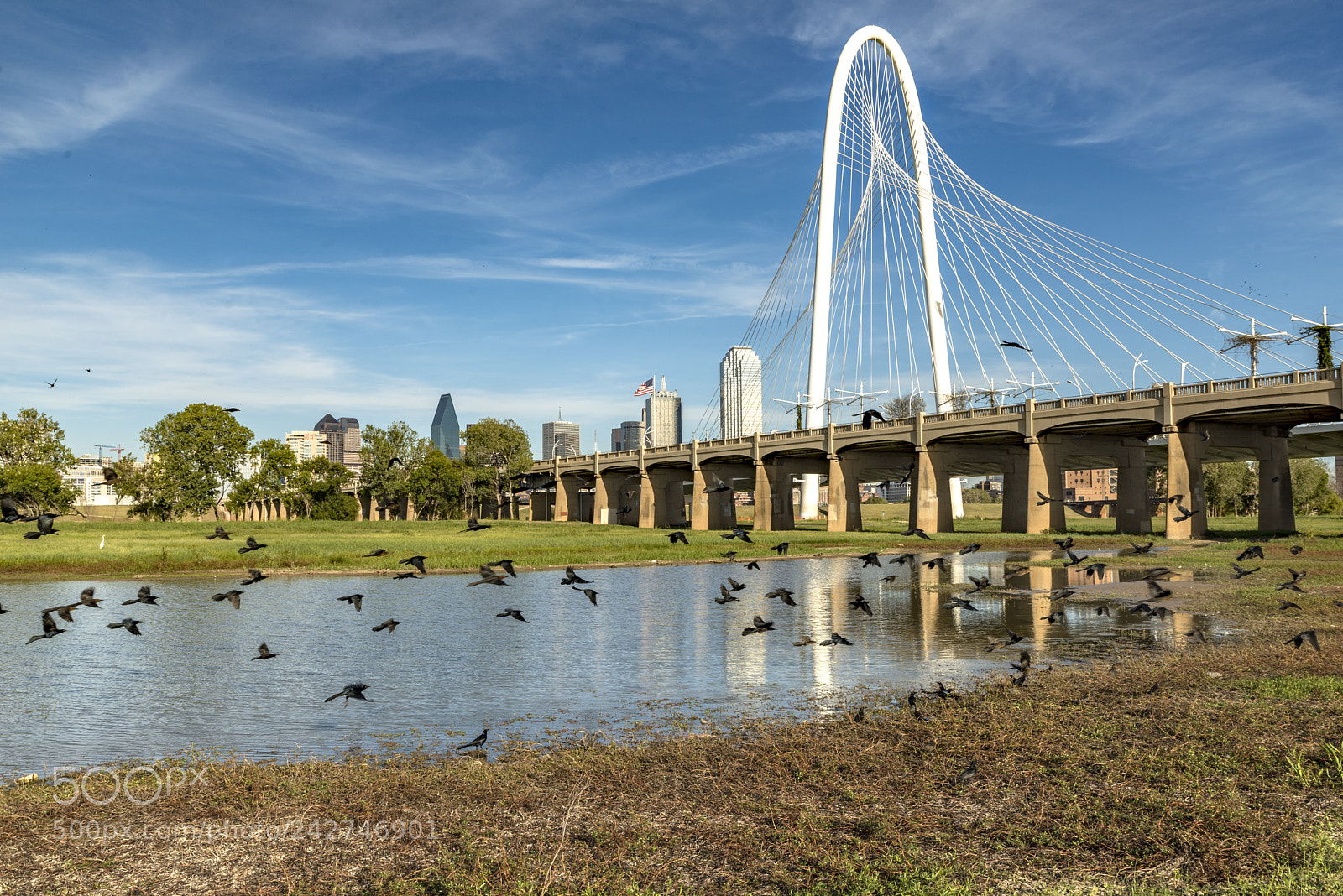 Nikon D800 sample photo. Birds by the bridge photography