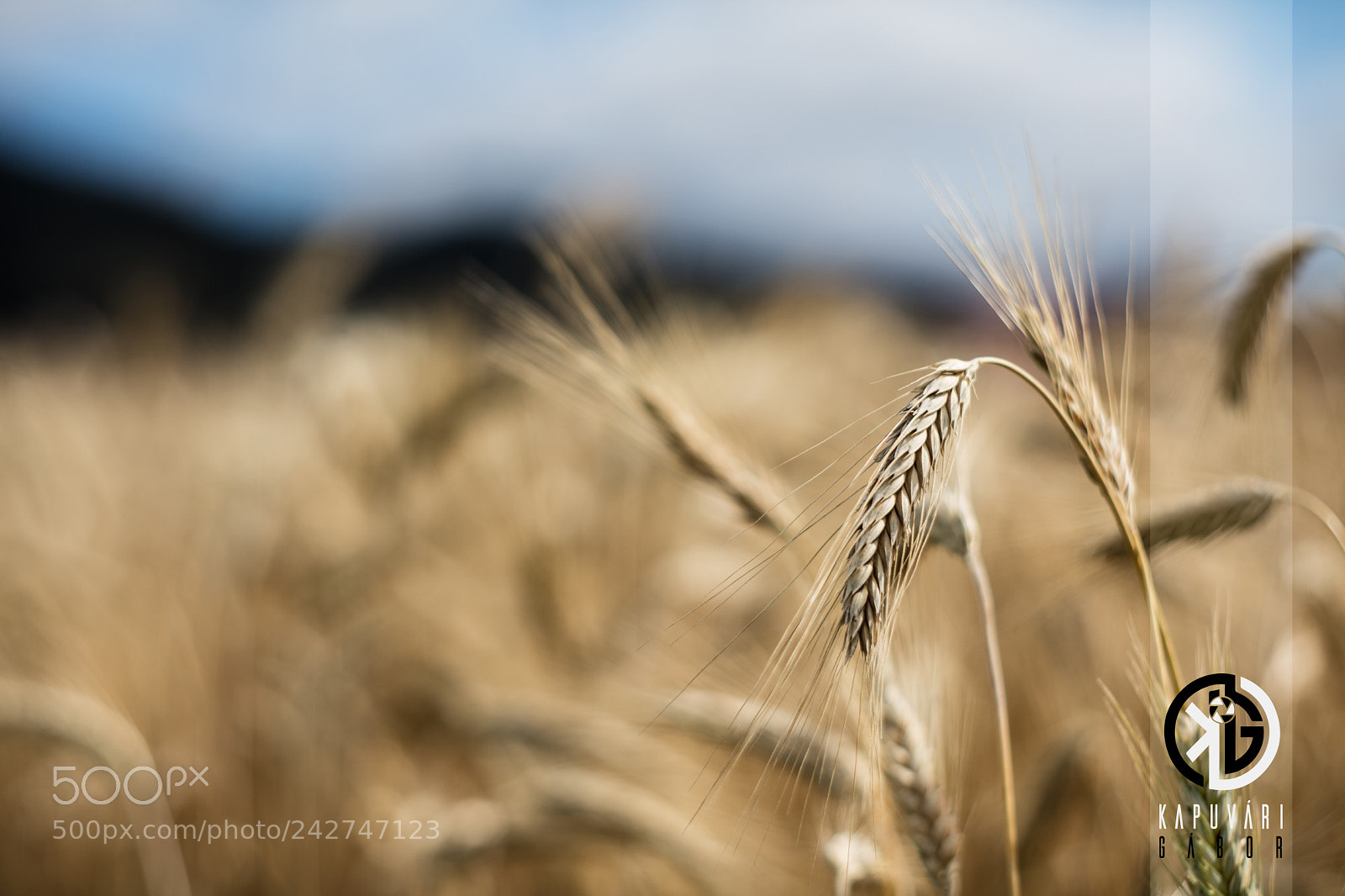 Canon EOS 5DS sample photo. Wheat photography