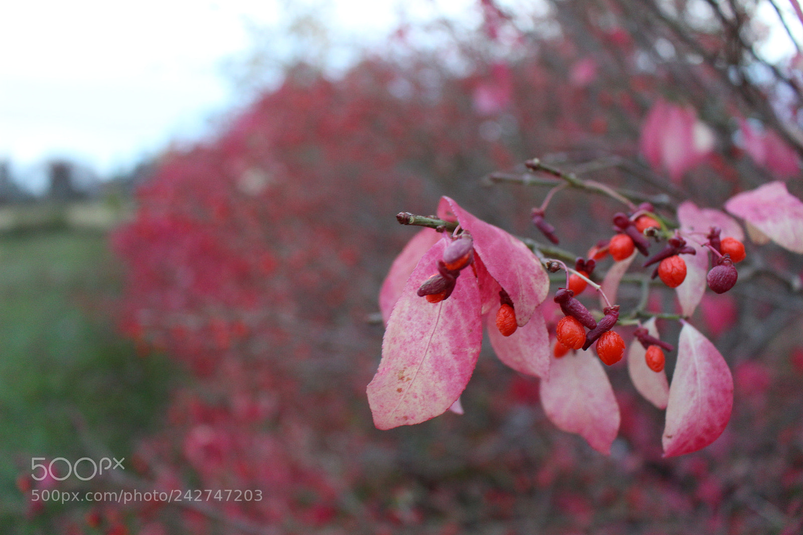 Canon EOS 100D (EOS Rebel SL1 / EOS Kiss X7) sample photo. Burning bushes photography