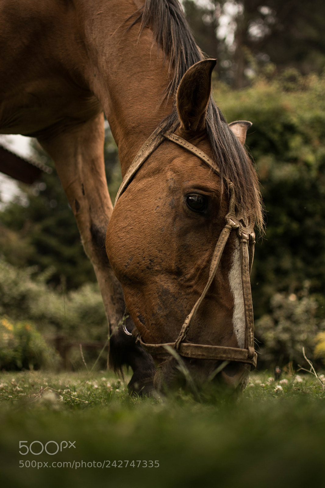 Nikon D5200 sample photo. Horse. photography