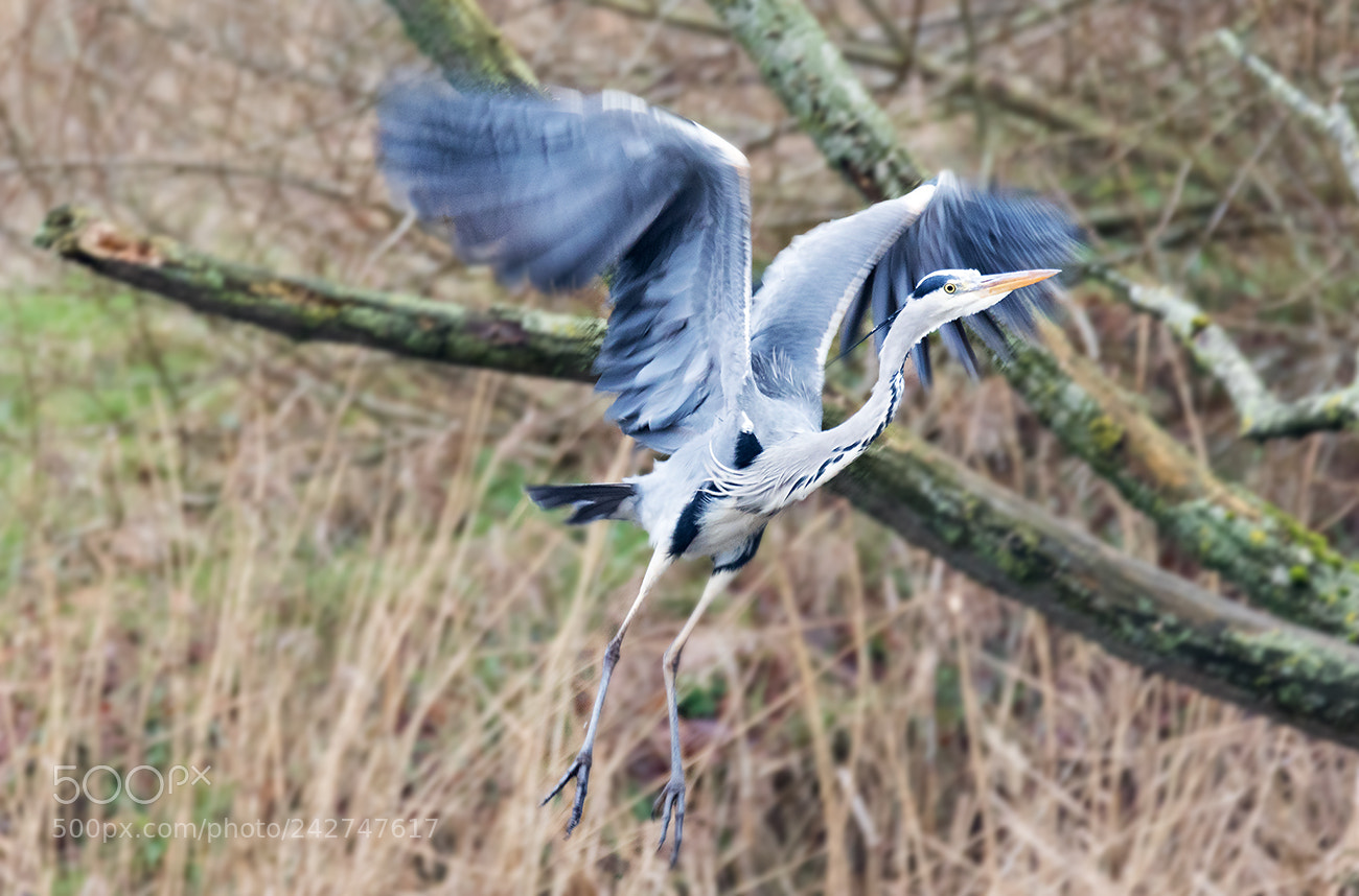 Canon EOS 7D Mark II sample photo. Take off photography