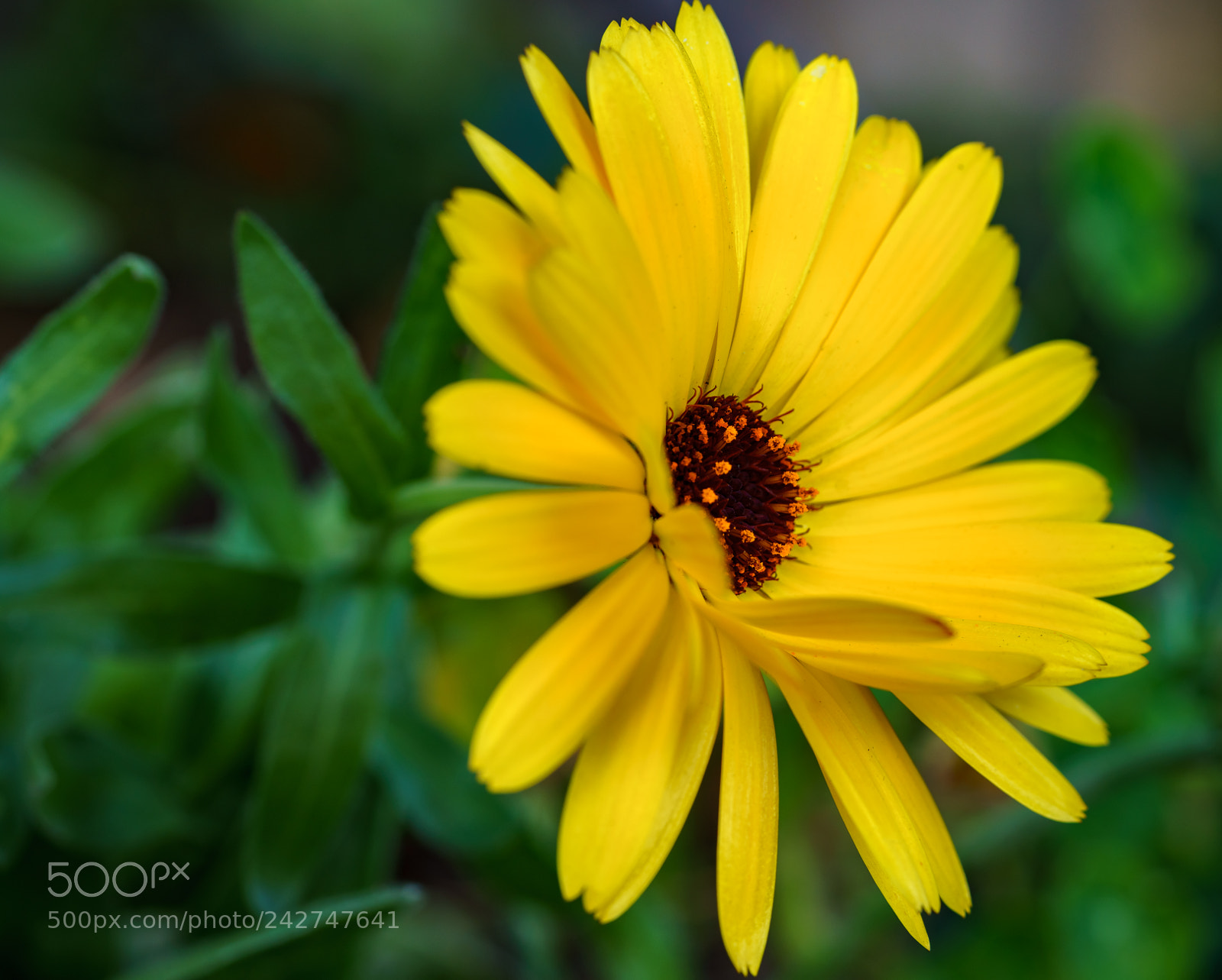 Sony a7R III sample photo. Field marigold photography