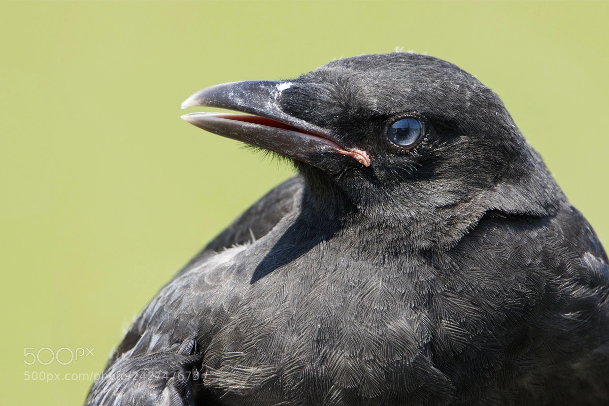 Canon EOS 7D Mark II sample photo. Carrion crow photography