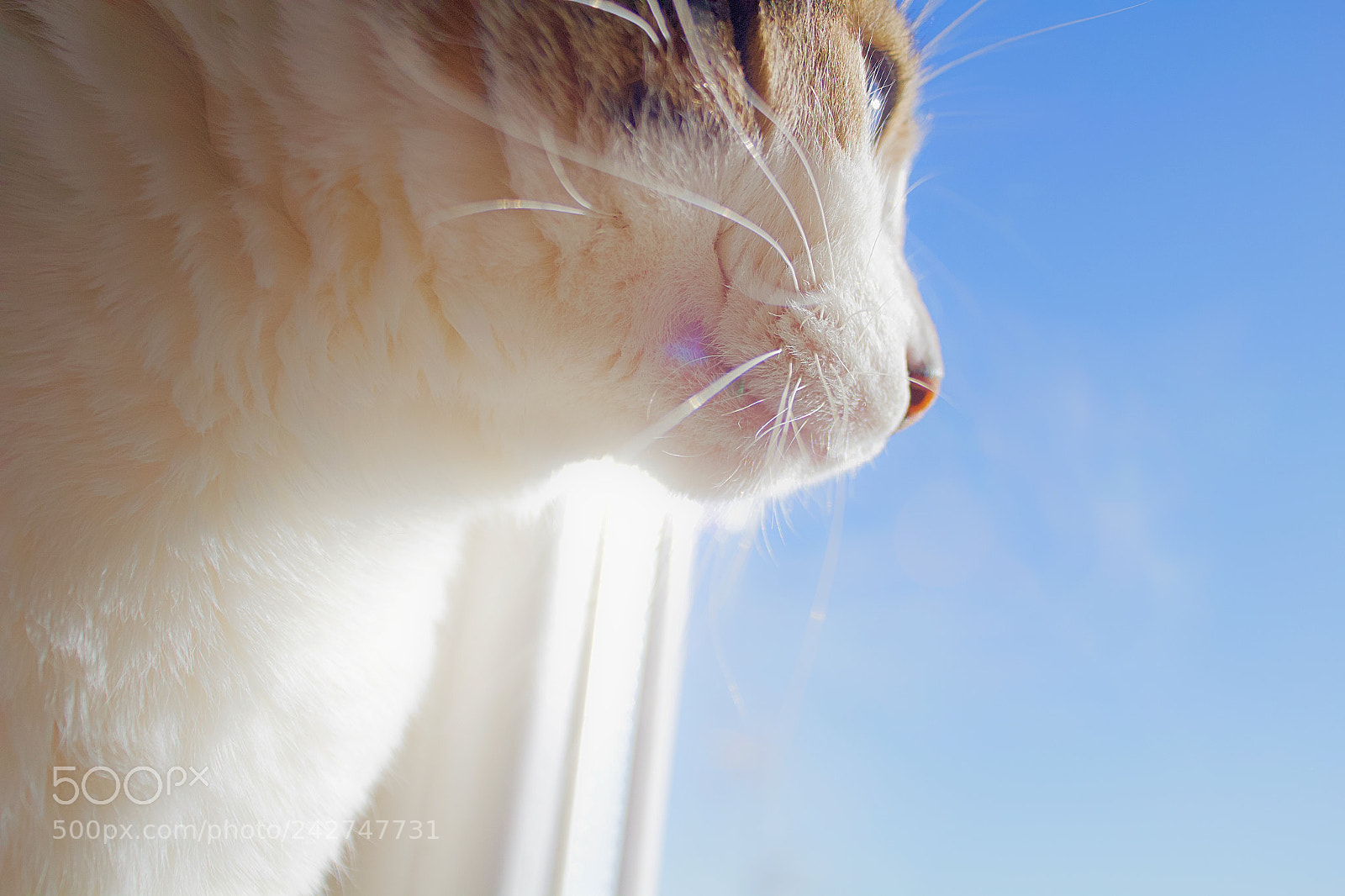 Canon EOS 1200D (EOS Rebel T5 / EOS Kiss X70 / EOS Hi) sample photo. Cat photography