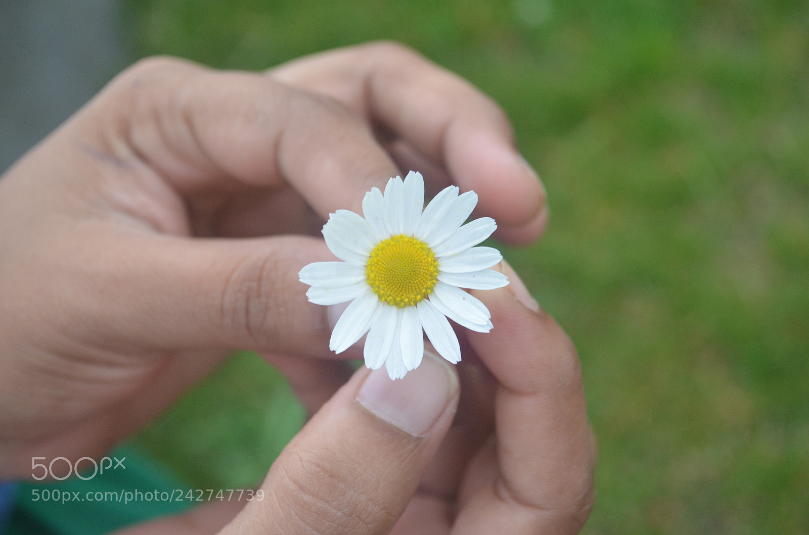 Nikon D5100 sample photo. Elegant photography