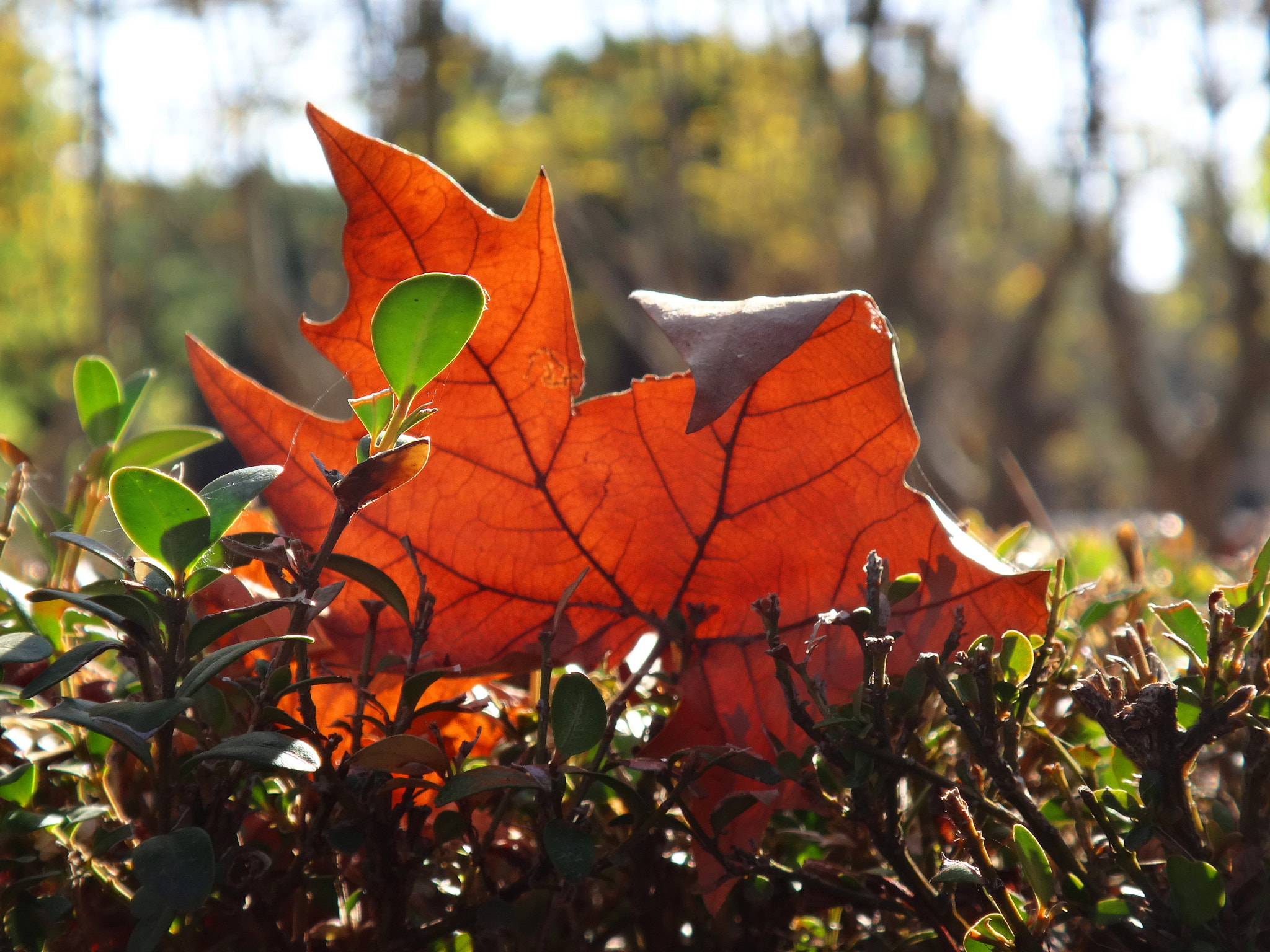 Sony Cyber-shot DSC-TX30 sample photo. Autumn fire photography