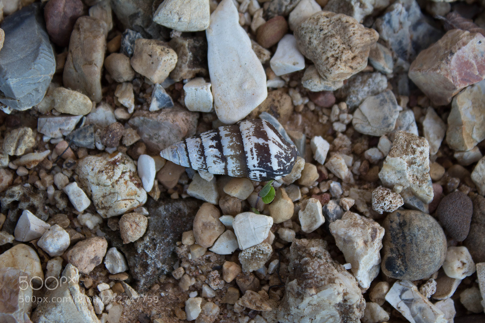 Canon EOS 1300D (EOS Rebel T6 / EOS Kiss X80) sample photo. Shell on the riverbank photography