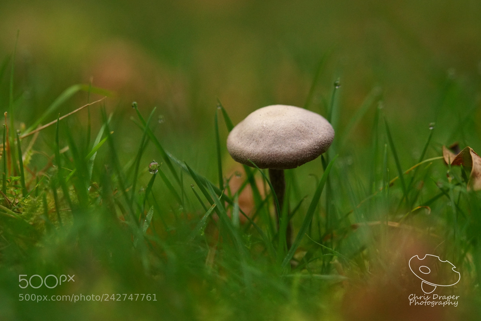 Sony ILCA-77M2 sample photo. Mushroom in the grass photography