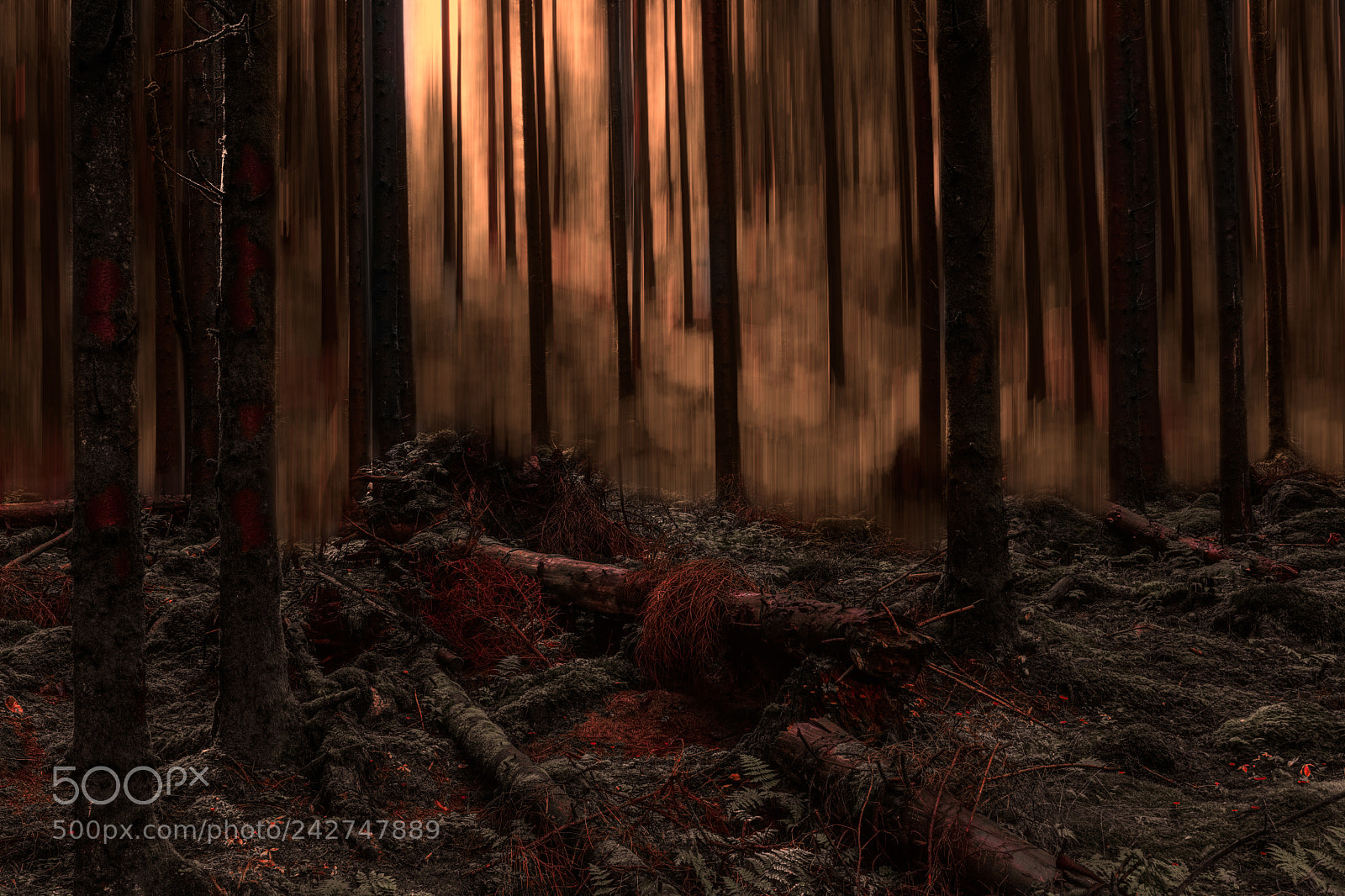 Canon EOS 60D sample photo. After the fire photography