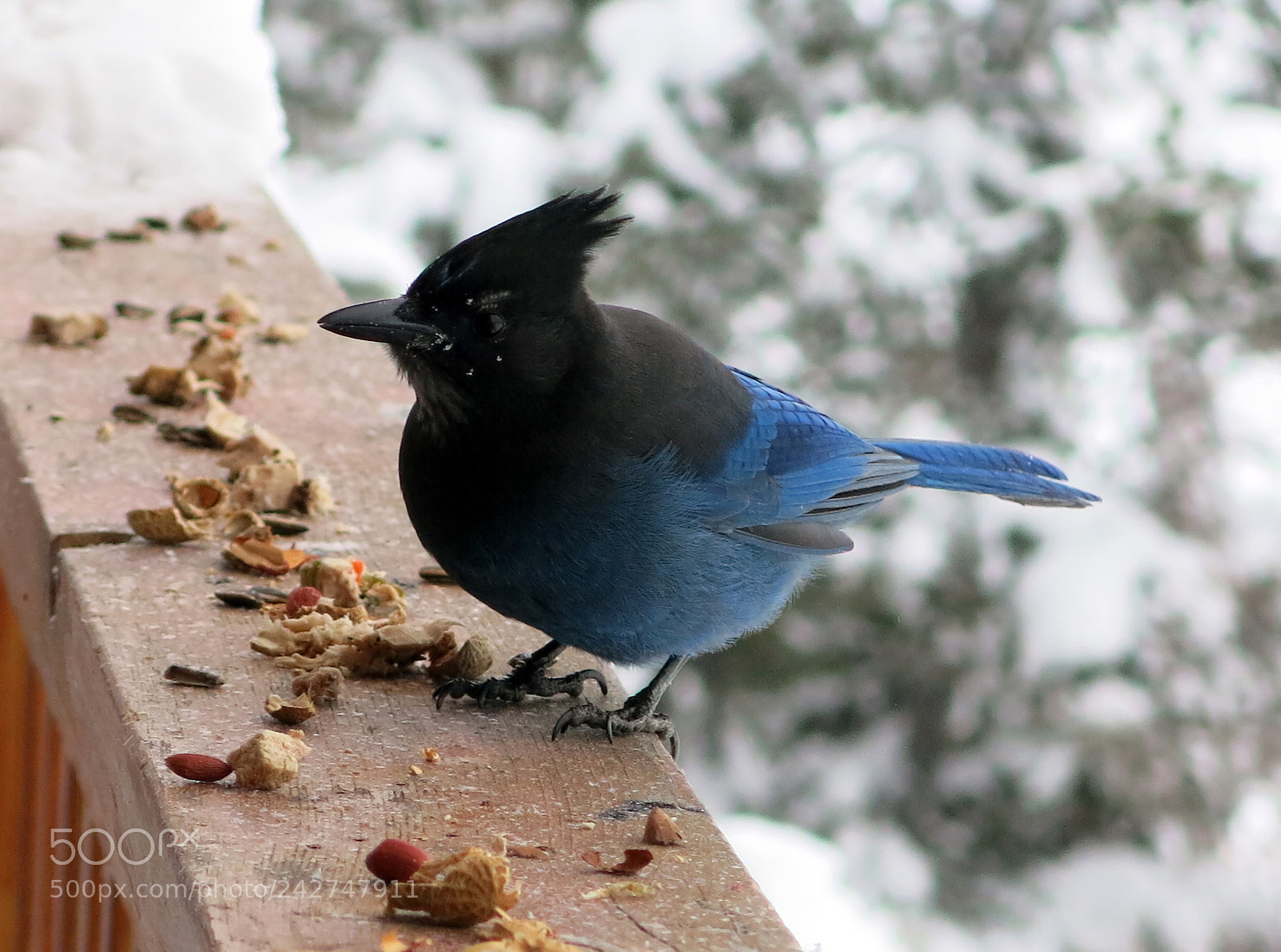 Canon PowerShot G15 sample photo. Birds photography