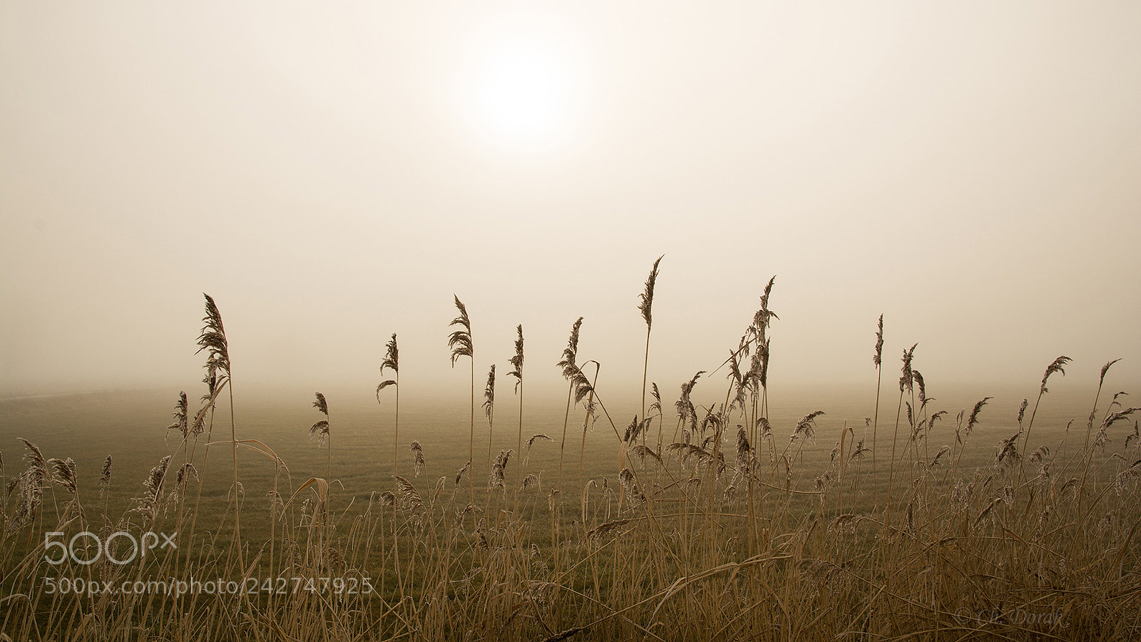 Nikon D7100 sample photo. Winter mood photography