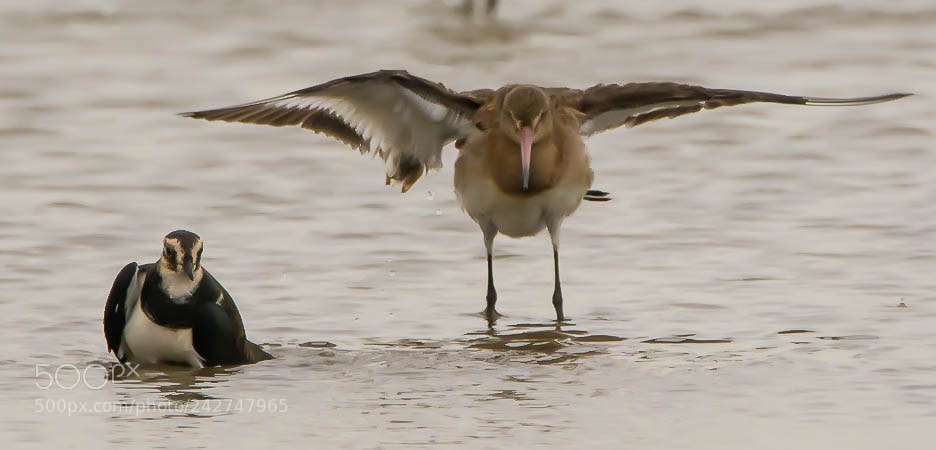 Nikon D7100 sample photo. "move over, please" photography