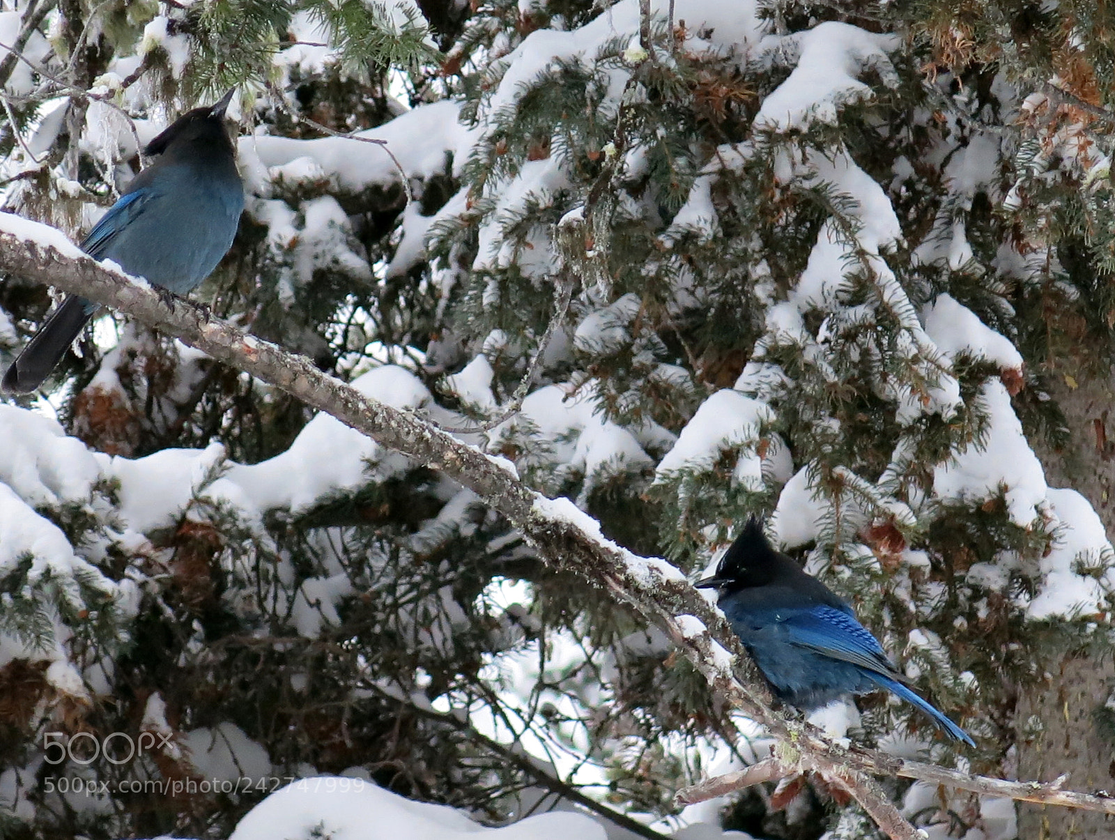 Canon PowerShot G15 sample photo. Birds photography