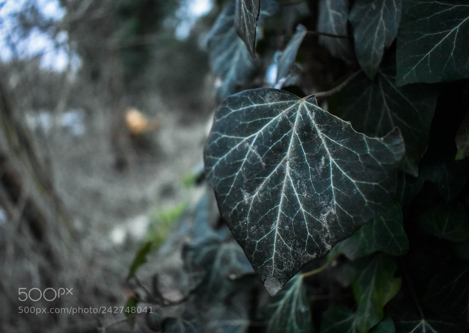 Nikon D3400 sample photo. Deep green photography