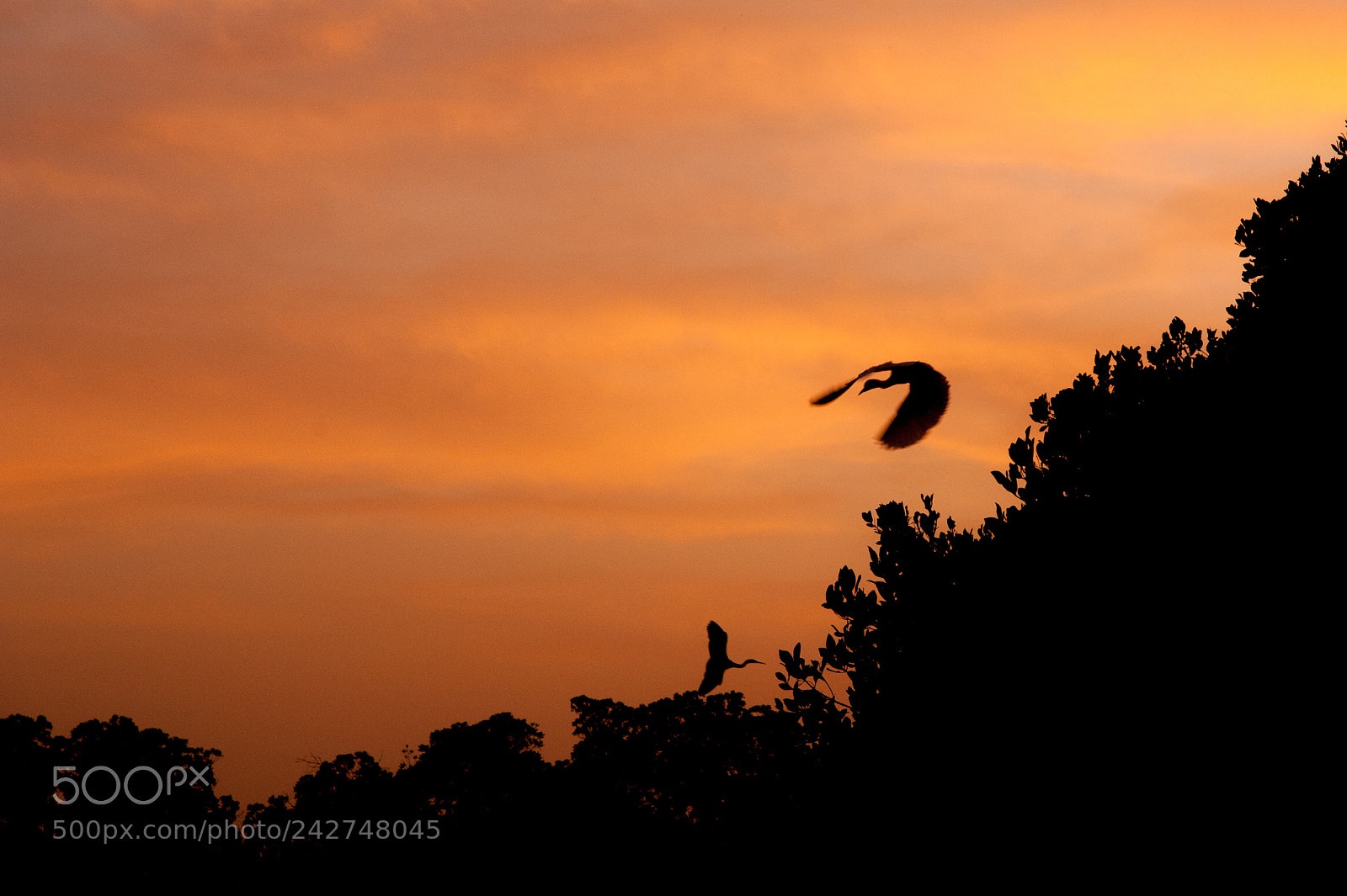 Nikon D700 sample photo. Senegal photography