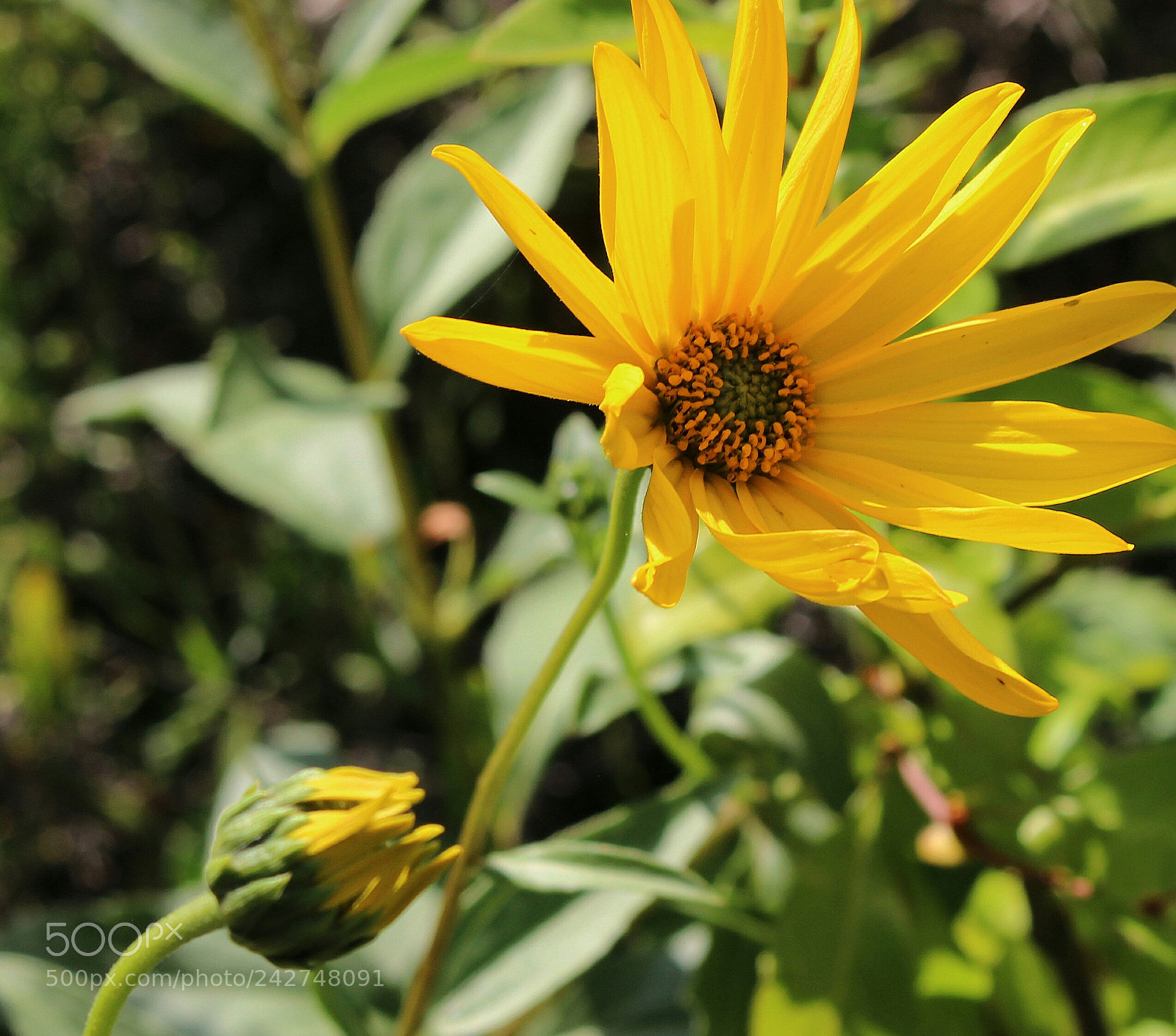 Canon EOS 100D (EOS Rebel SL1 / EOS Kiss X7) sample photo. Yelow flower photography