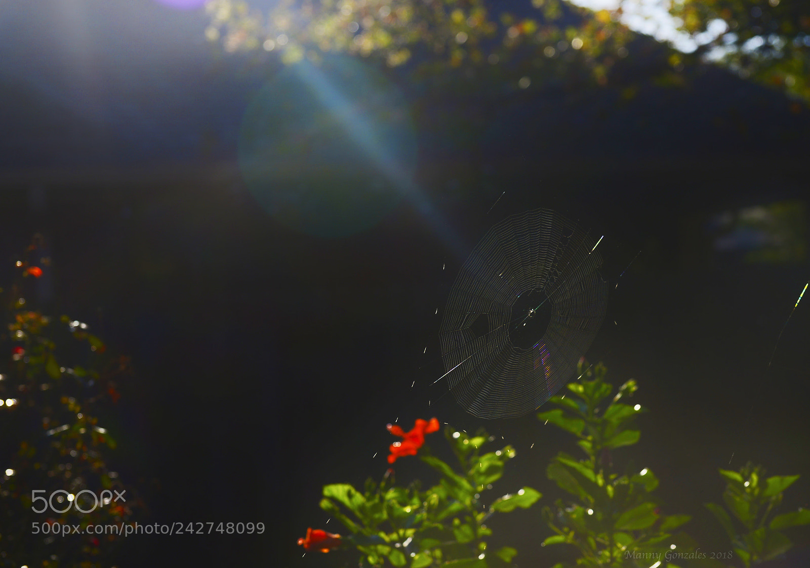 Nikon D610 sample photo. Ascending photography