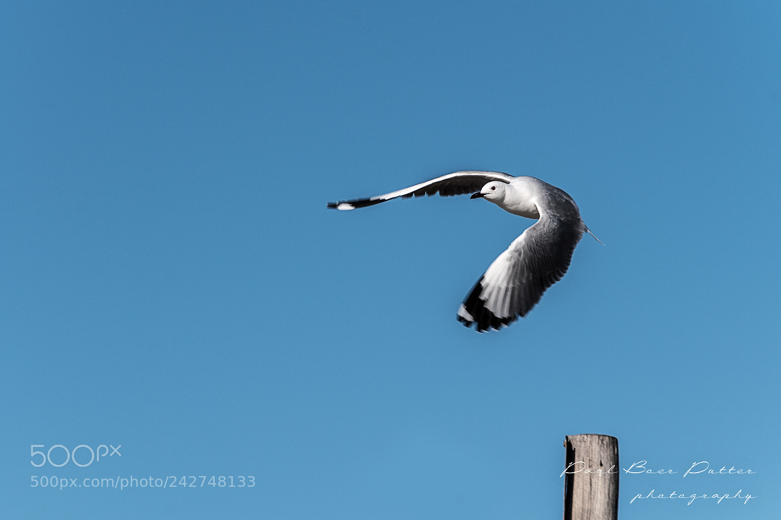 Nikon D5500 sample photo. Taking off photography