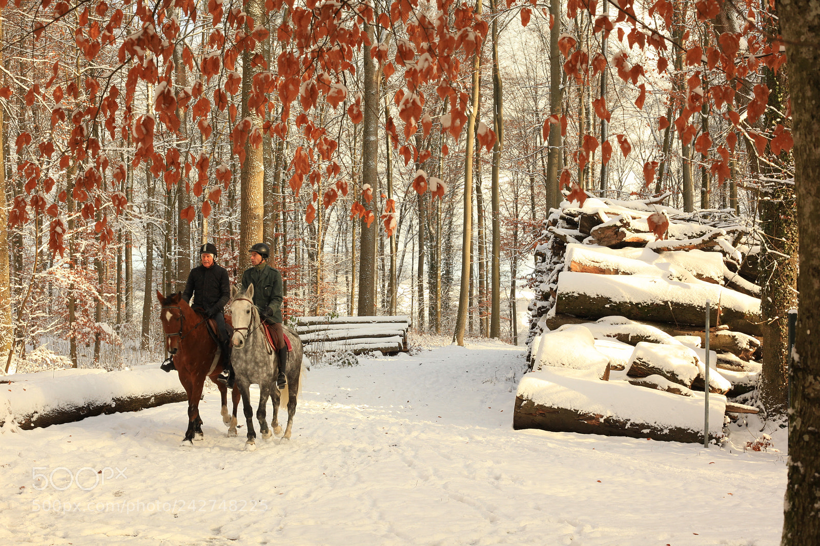 Canon EF 50mm F1.8 STM sample photo. Horses and snow photography