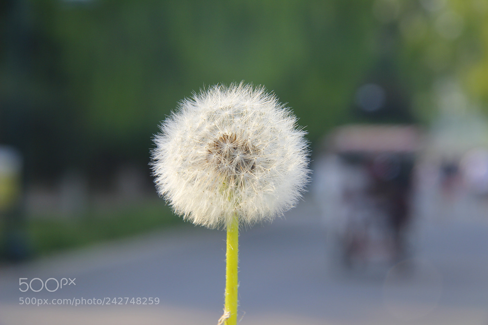 Canon EF-S 18-135mm F3.5-5.6 IS sample photo. Mg photography