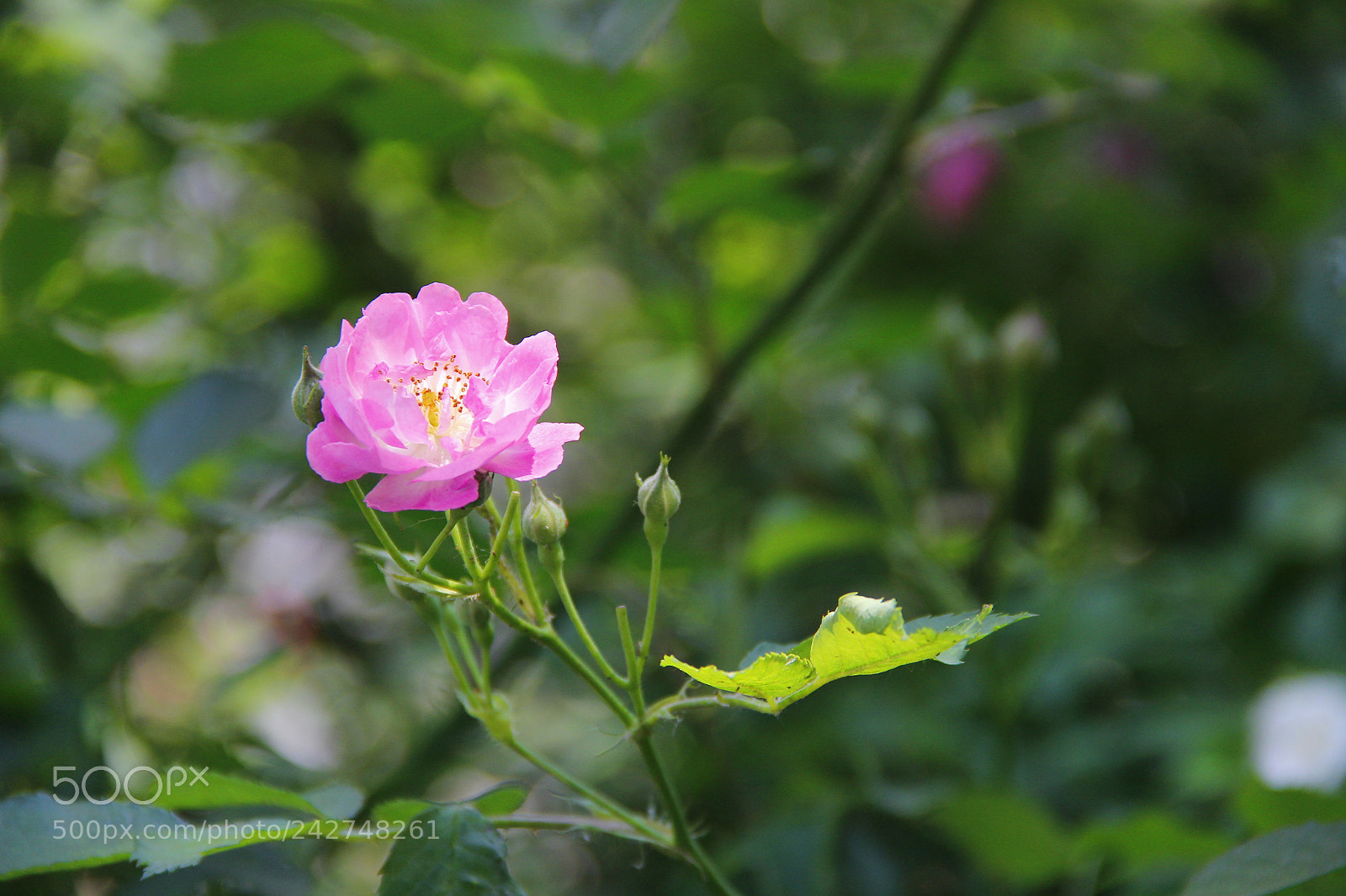 Canon EF-S 18-135mm F3.5-5.6 IS sample photo. Mg photography
